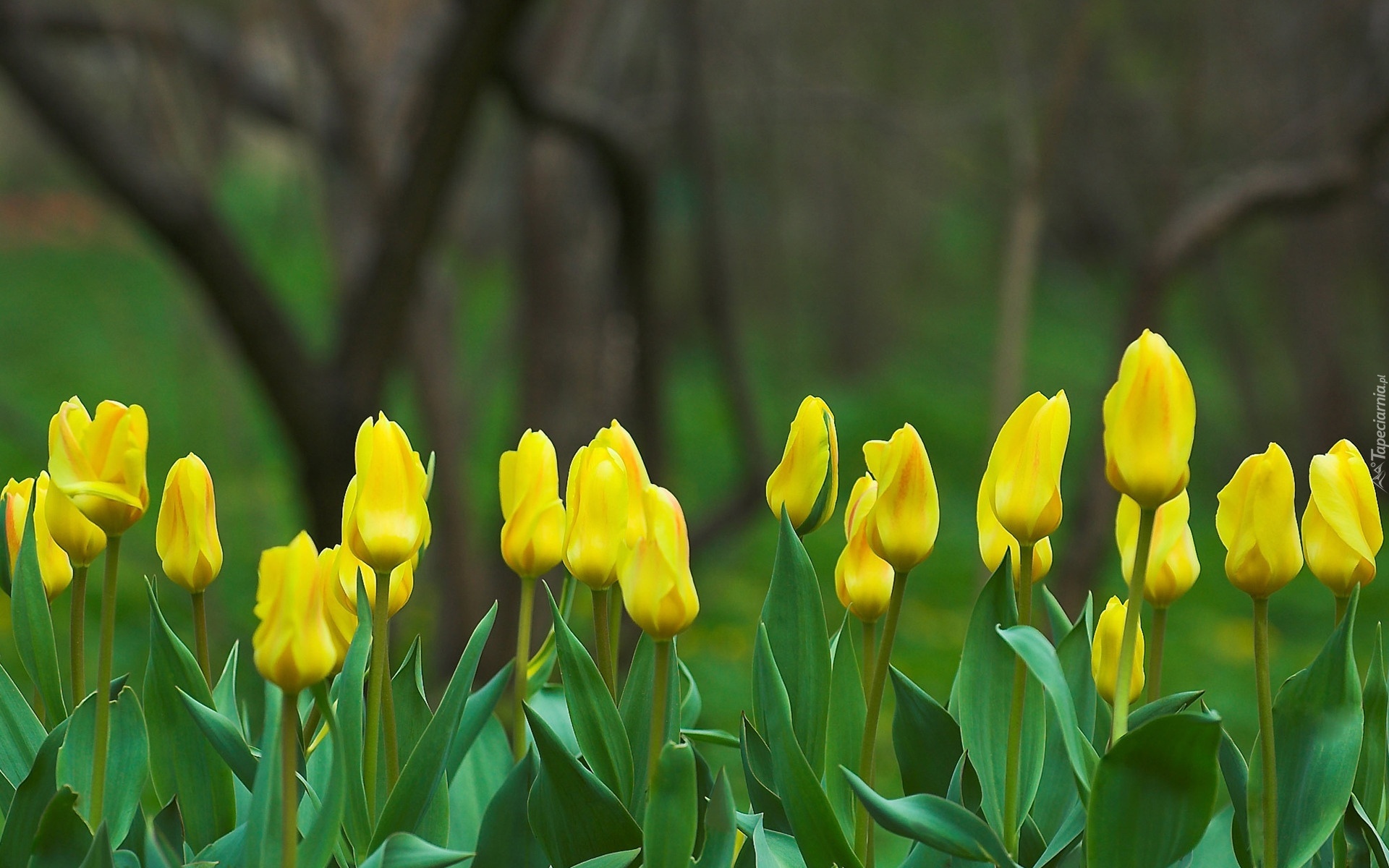 Żółte, Tulipany