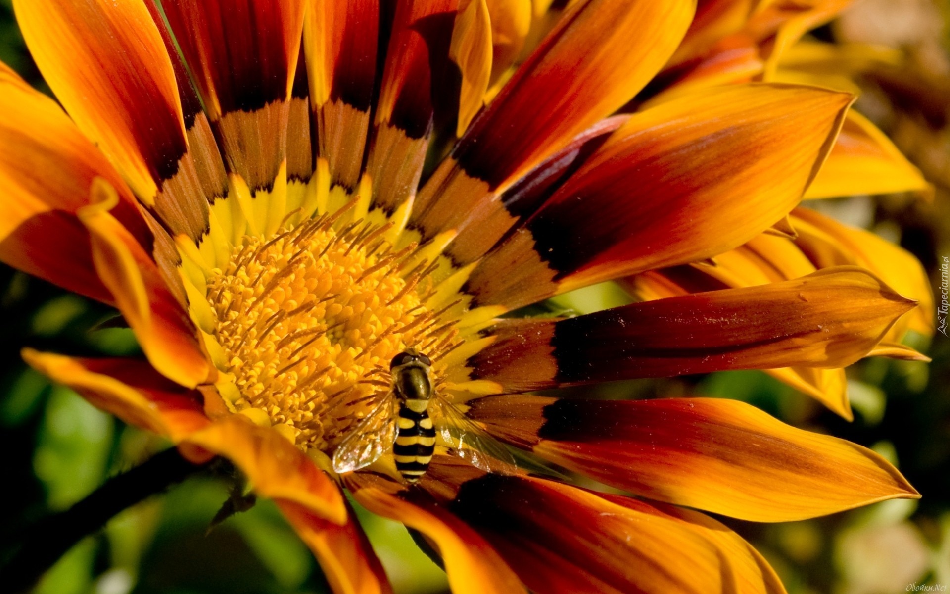 Kwiatek, Gazania, Pszczoła