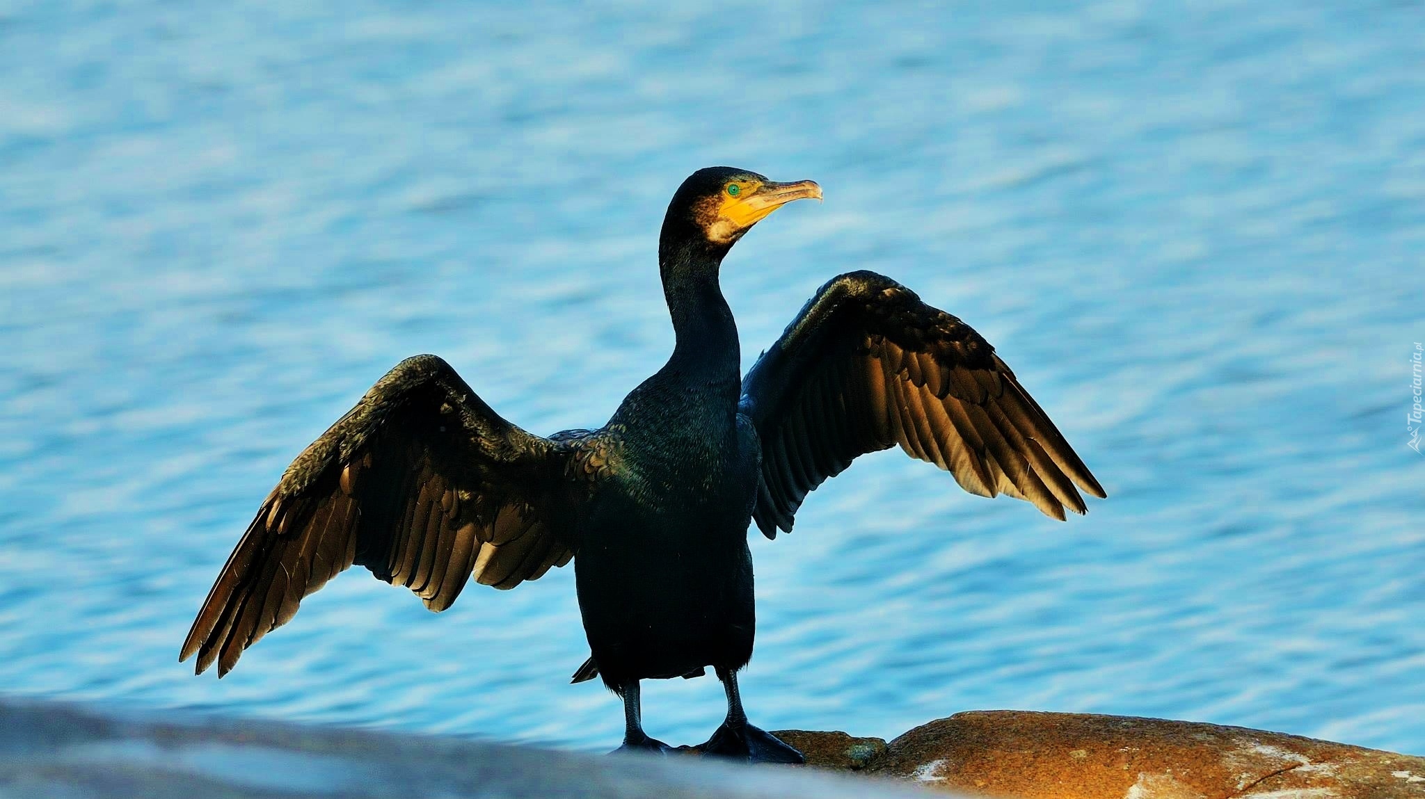 Kormoran, Skrzydła, Woda