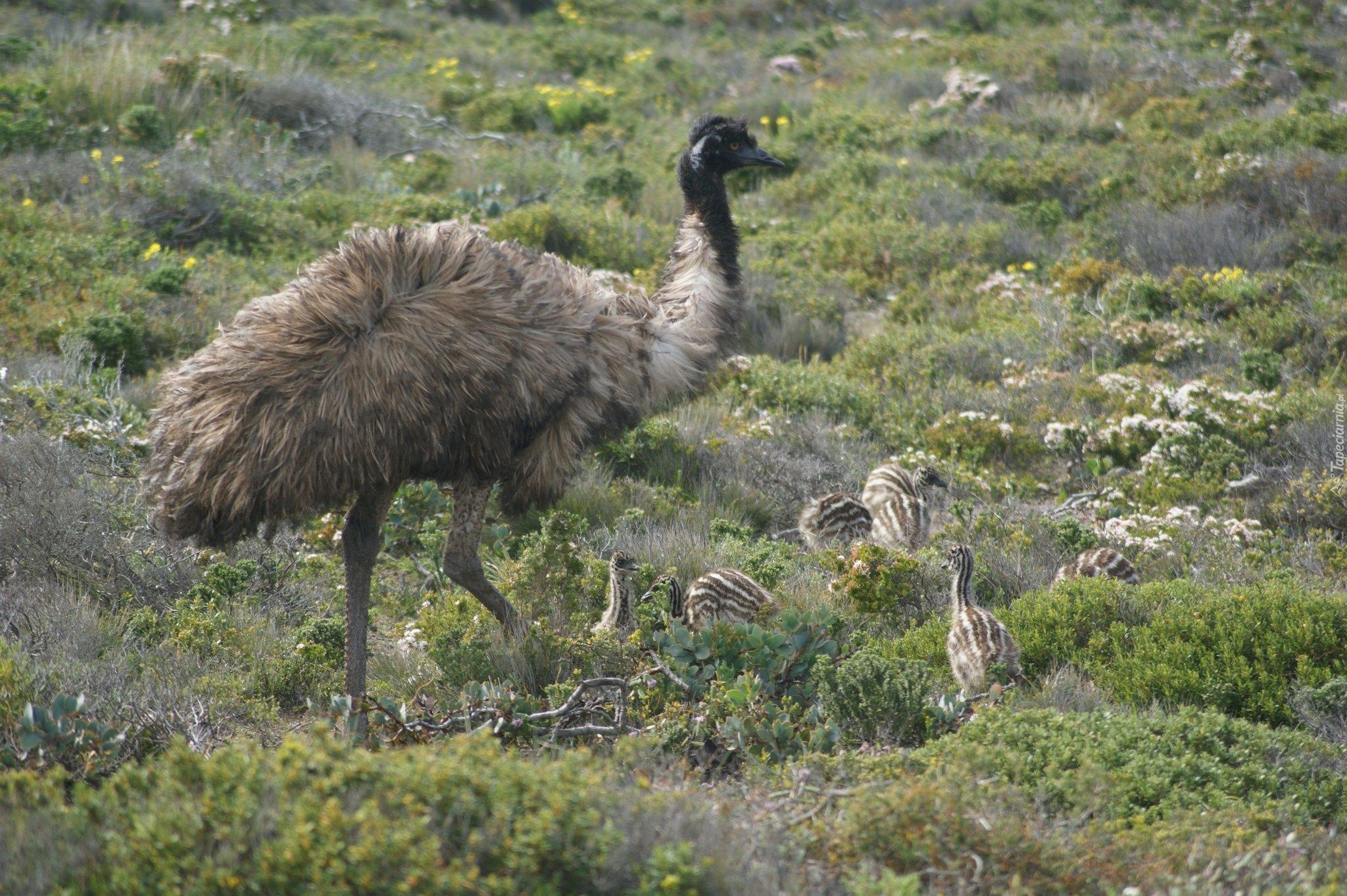 Struś, Emu, Pisklęta, Rośliny