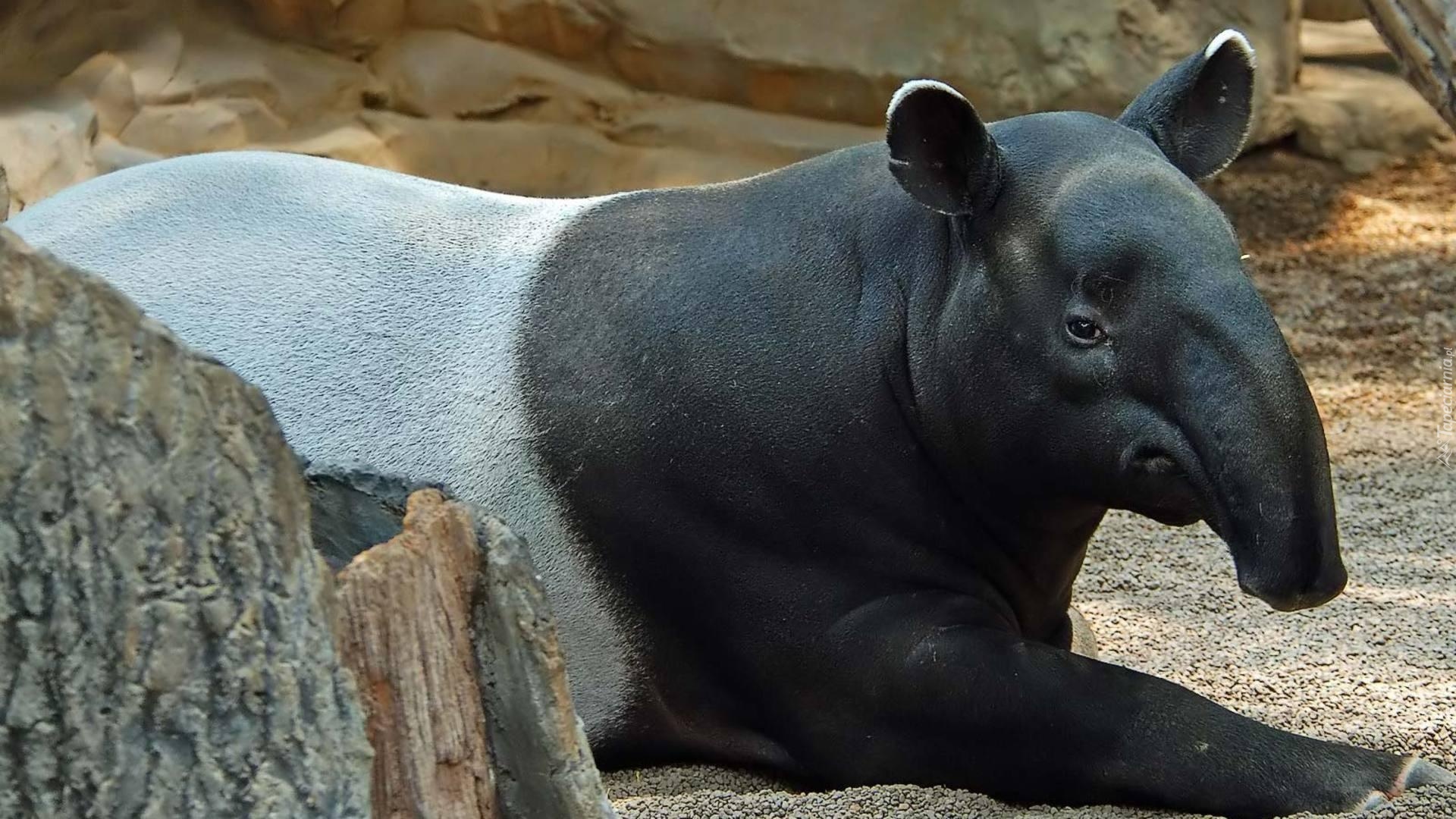 Tapir