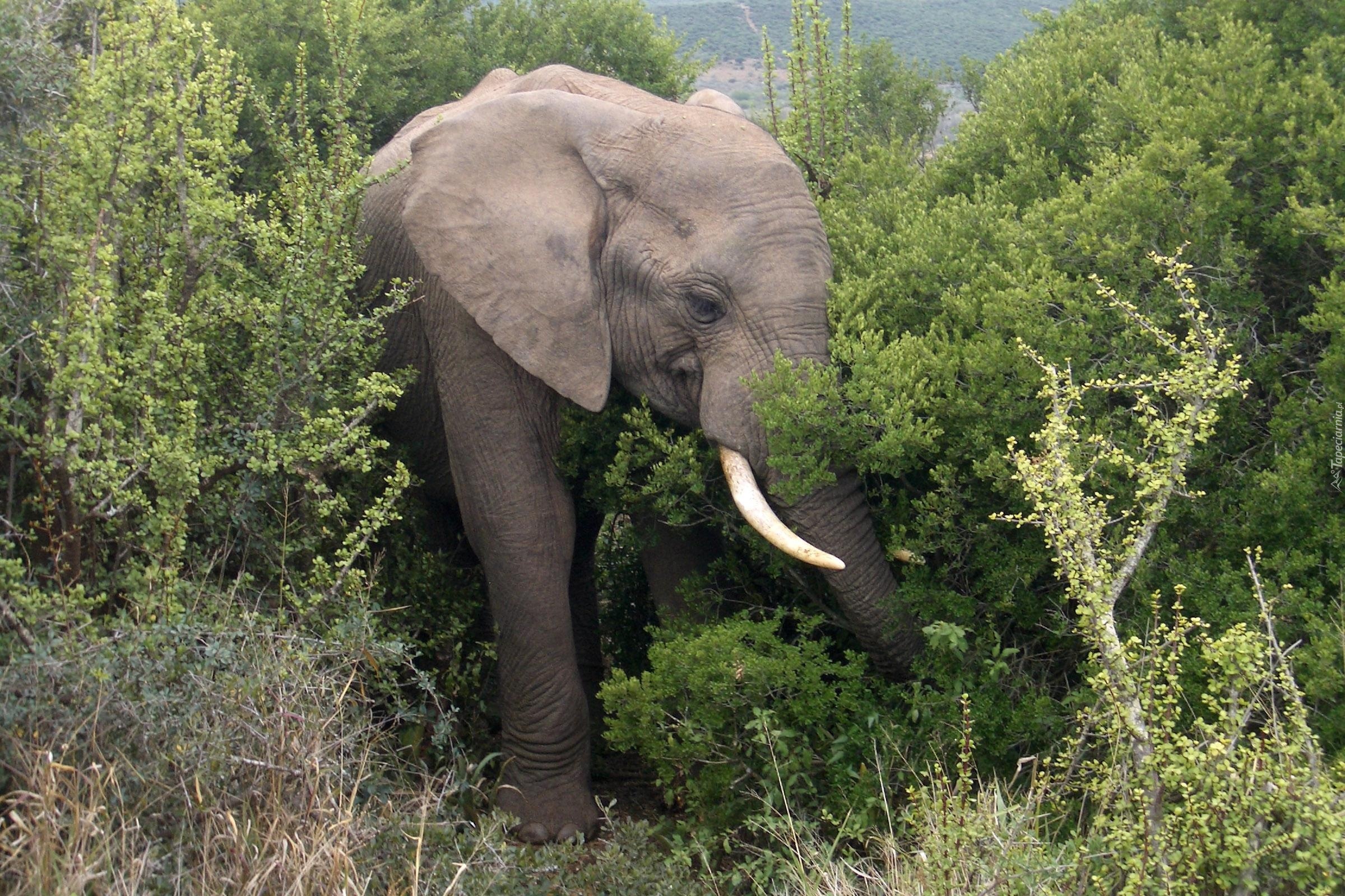 Индийские слоны живут. Слоны в джунглях. Индийский слон. Лесные слоны. Африканские Лесные слоны.