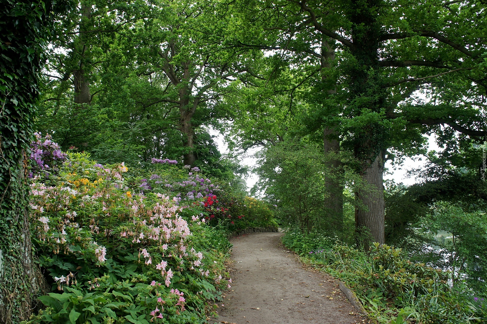 Wiosna, Dania, Grasten, Park w Grasten, Alejka, Kwitnące, Różaneczniki, Drzewa