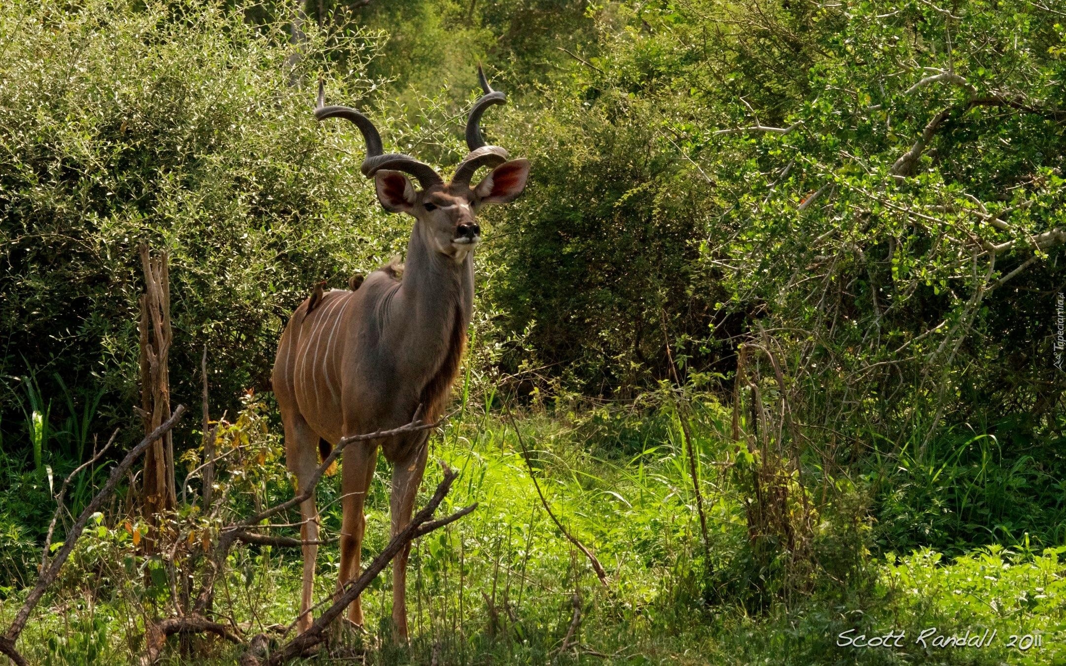 Kudu, Rośliny