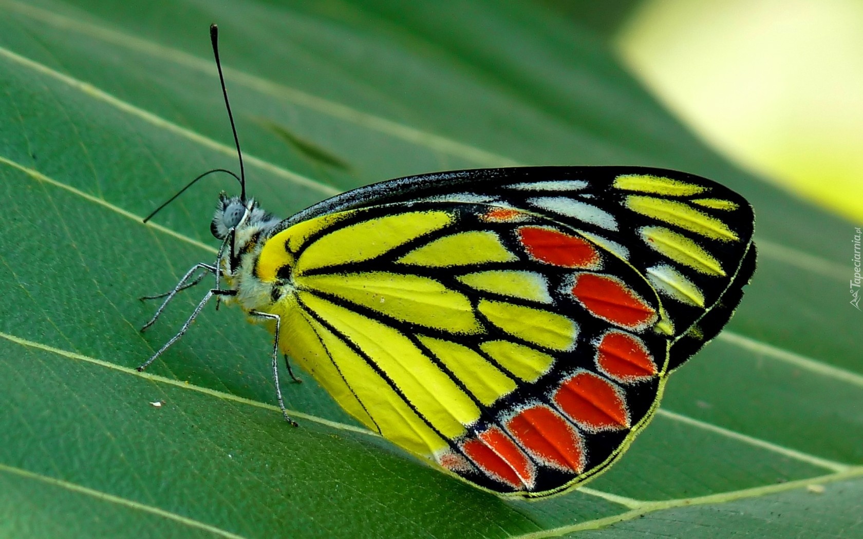 Kolorowy, Motyl, Liść