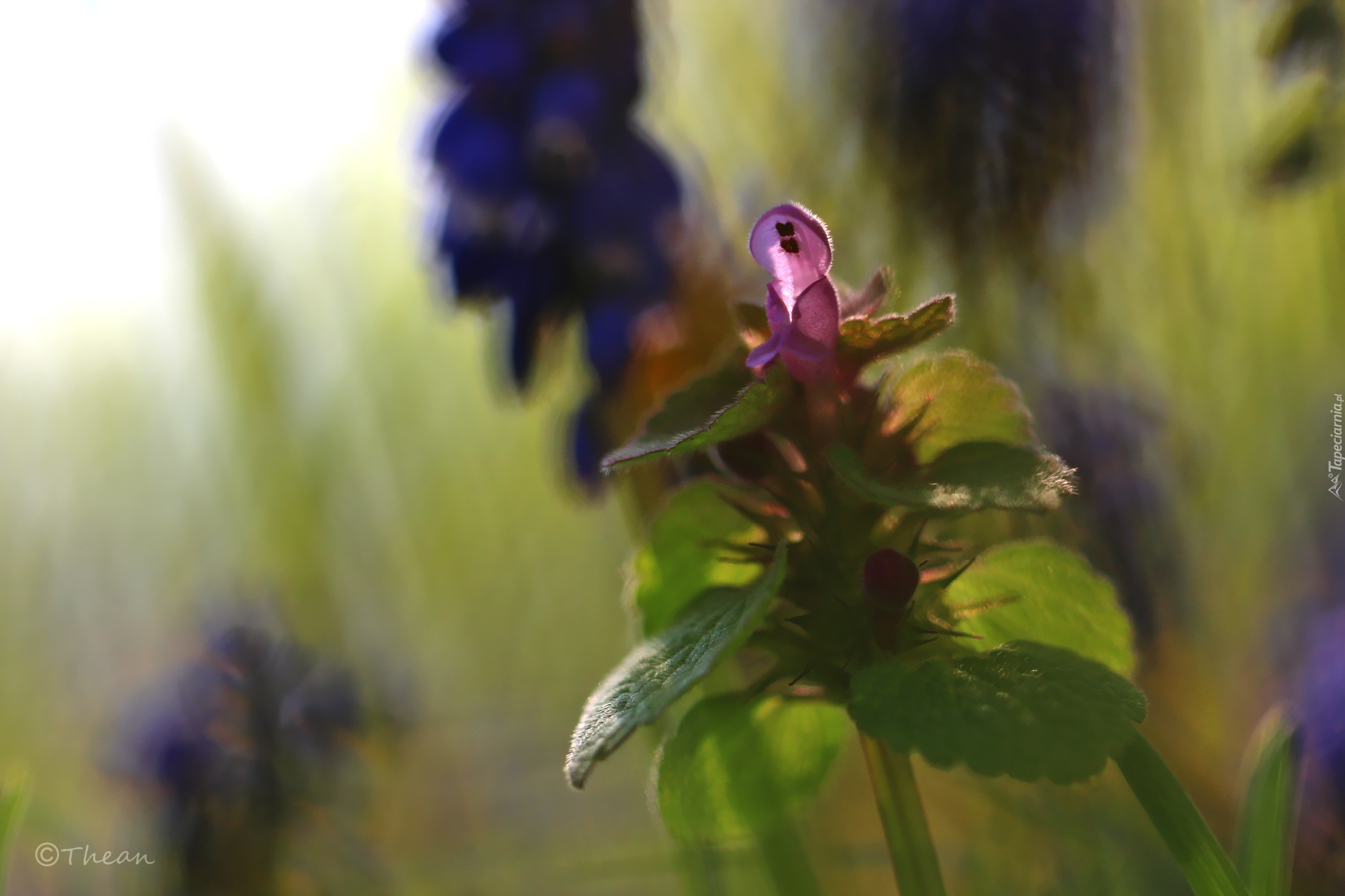 Jasnota Purpurowa, Fioletowy, Kwiat