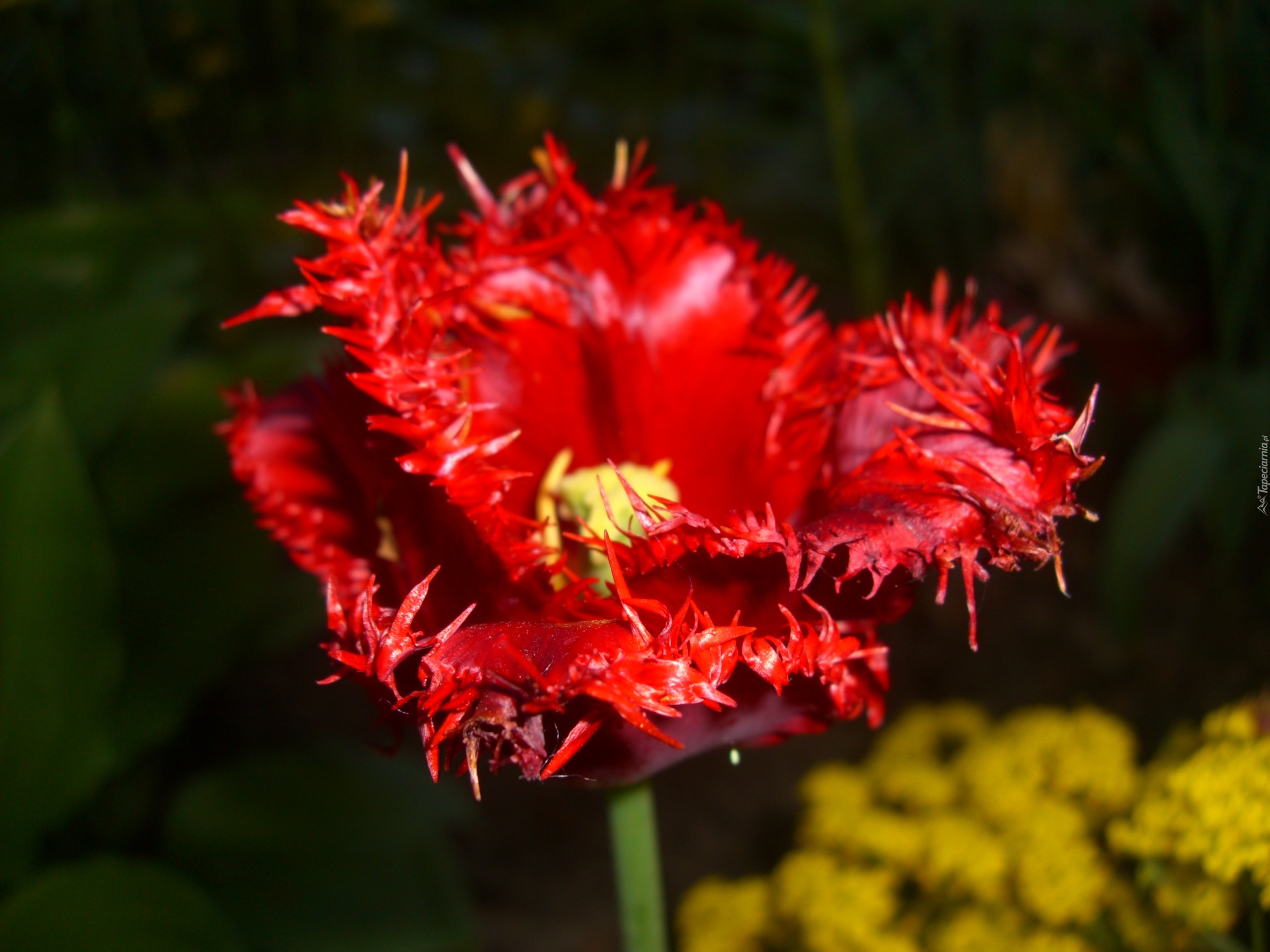 Tulipan, Kwiat, Czerwony, Postrzępiony