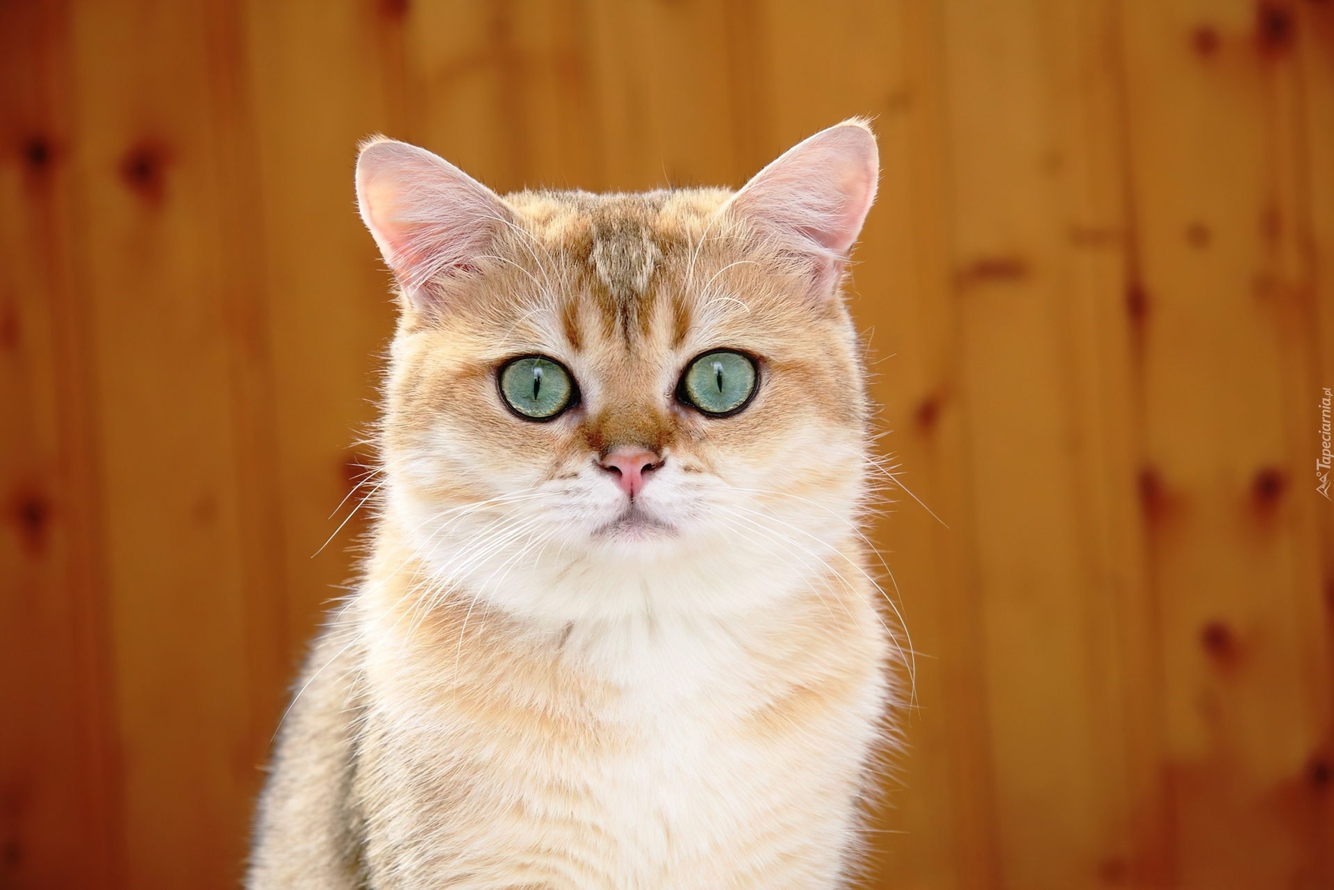 Кошка песочного цвета