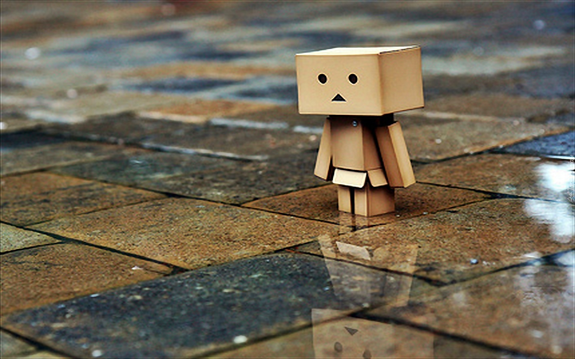 Danbo, Mokry, Chodnik, Odbicie