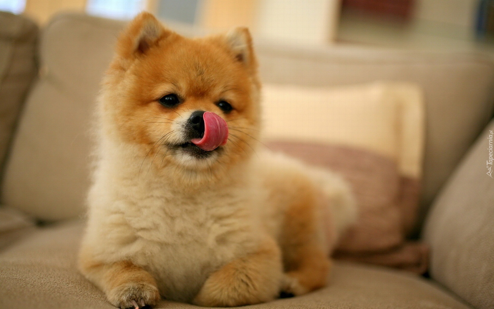 Akita, Inu, Język