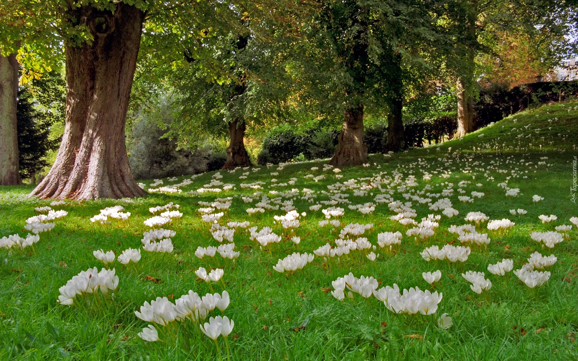 Krokusy, Łąka, Park, Anglia