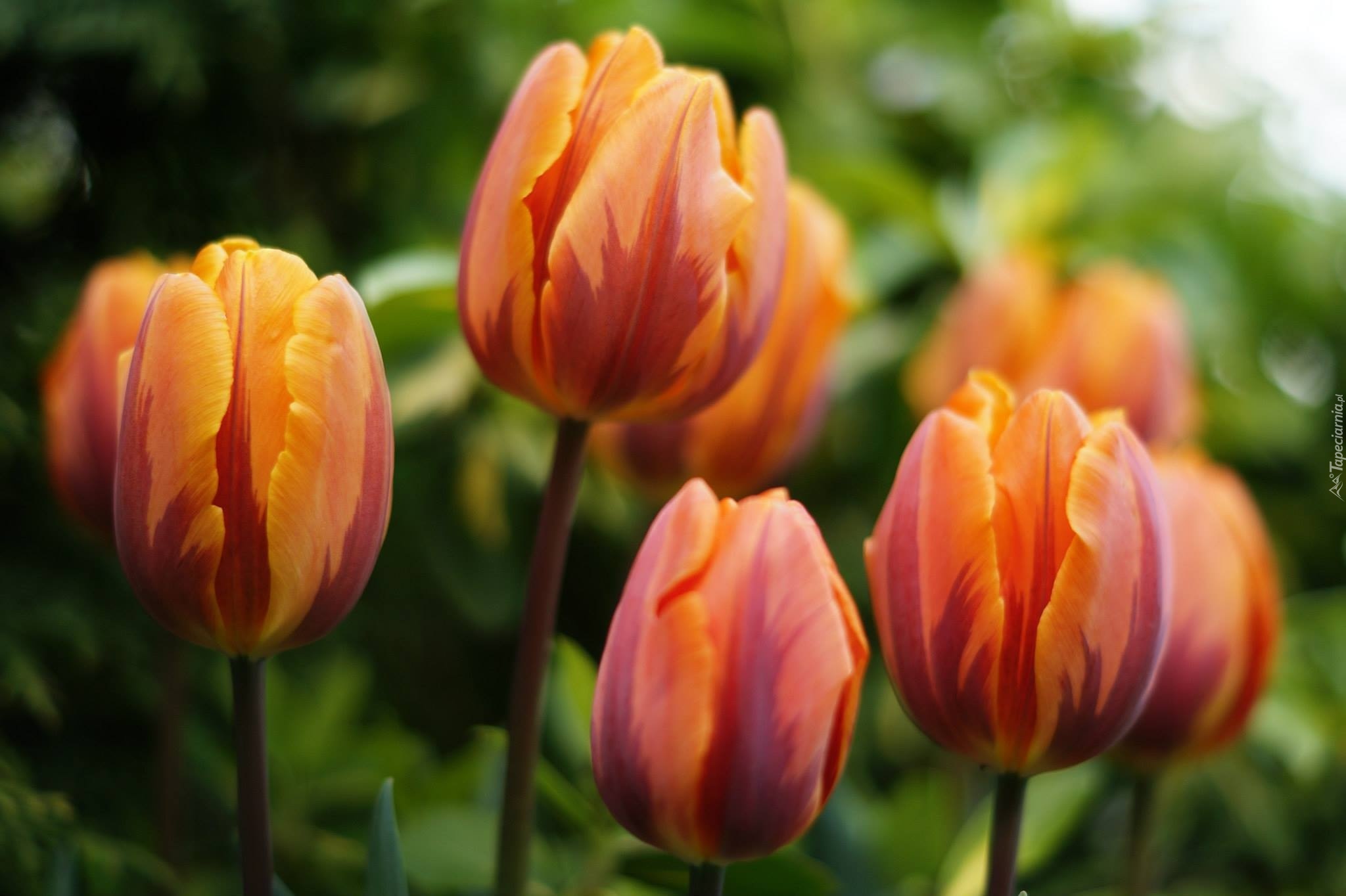 Tulipany