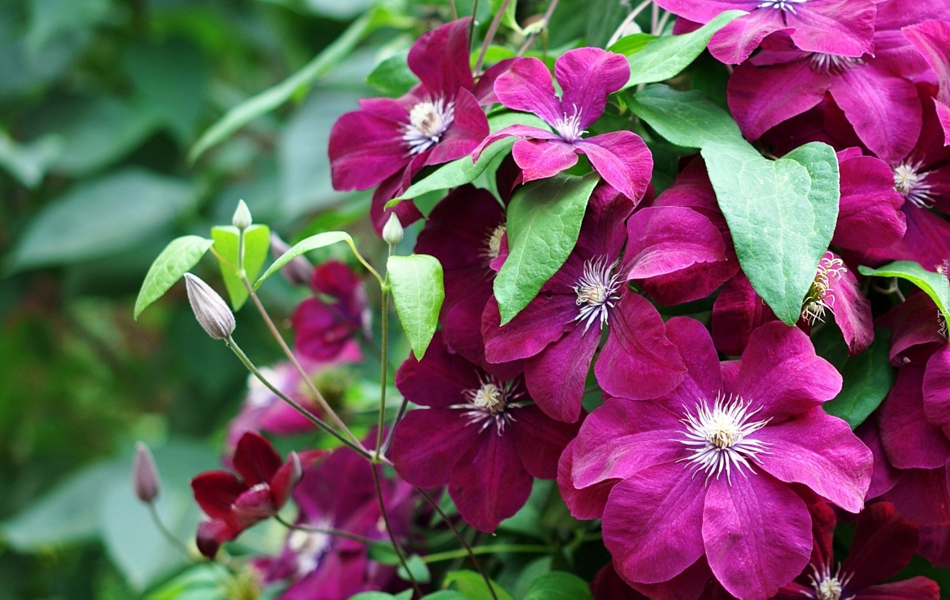 Bordowy, Clematis