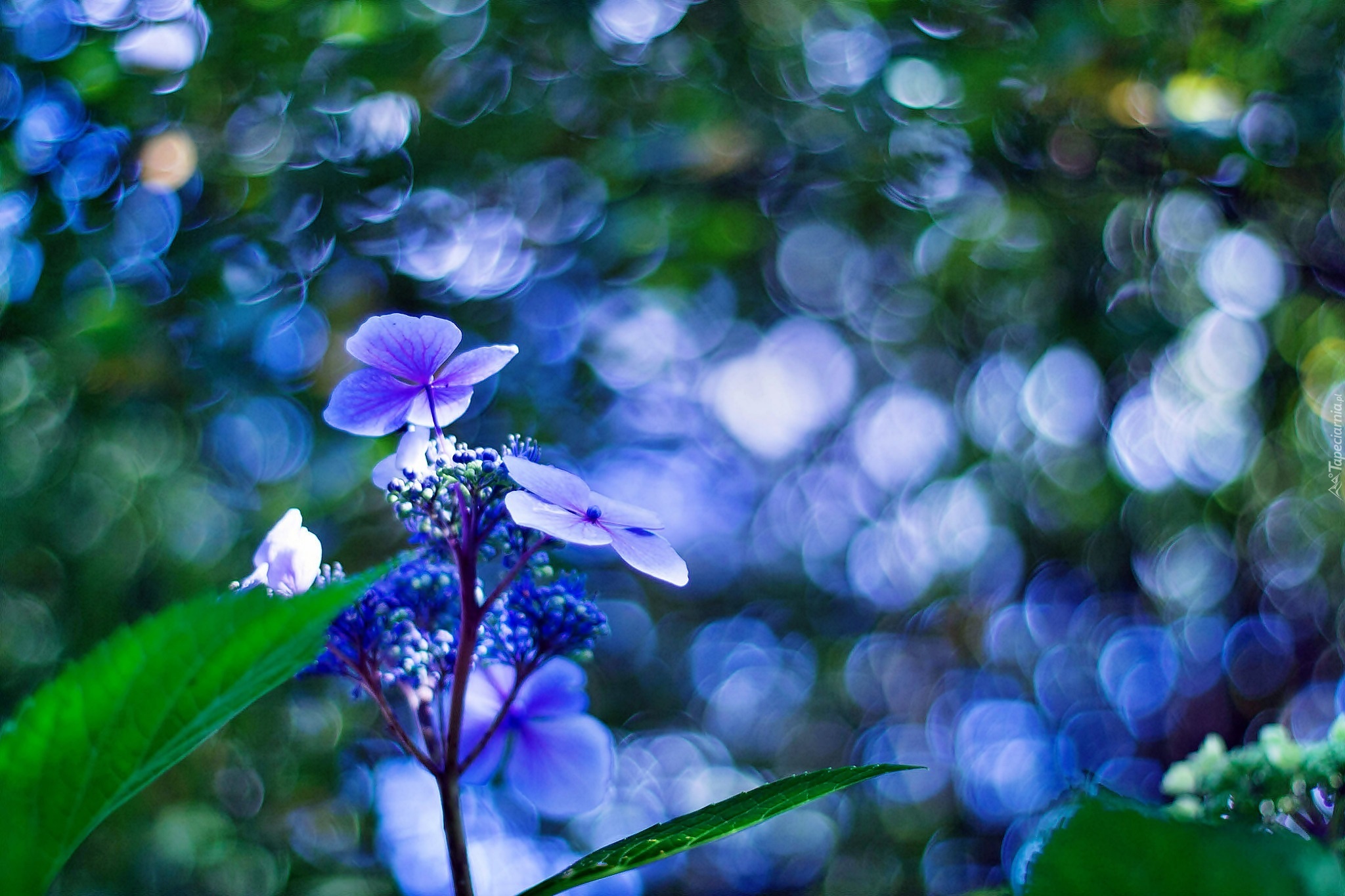 Niebieski, Kwiatek, Hortensja, Bokeh