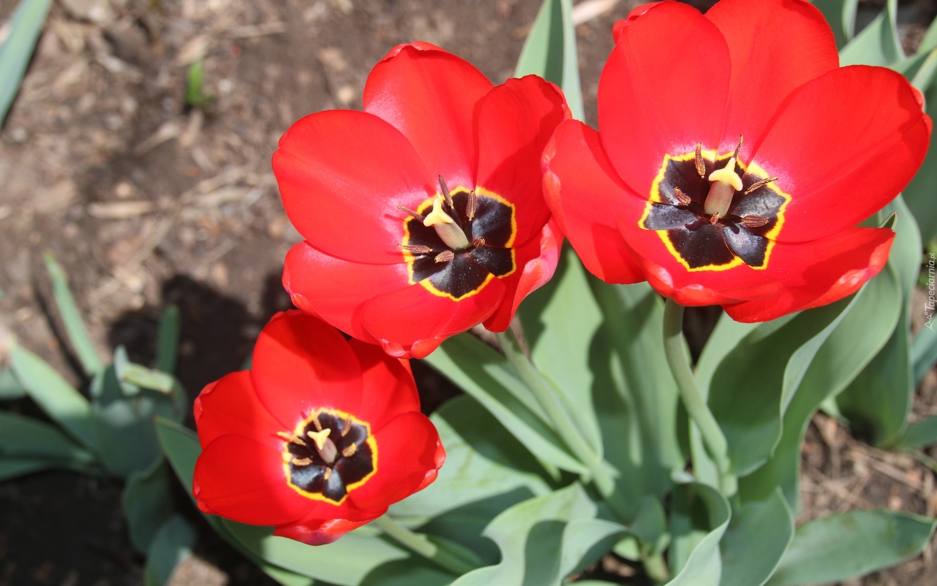 Trzy, Czerwone, Tulipany