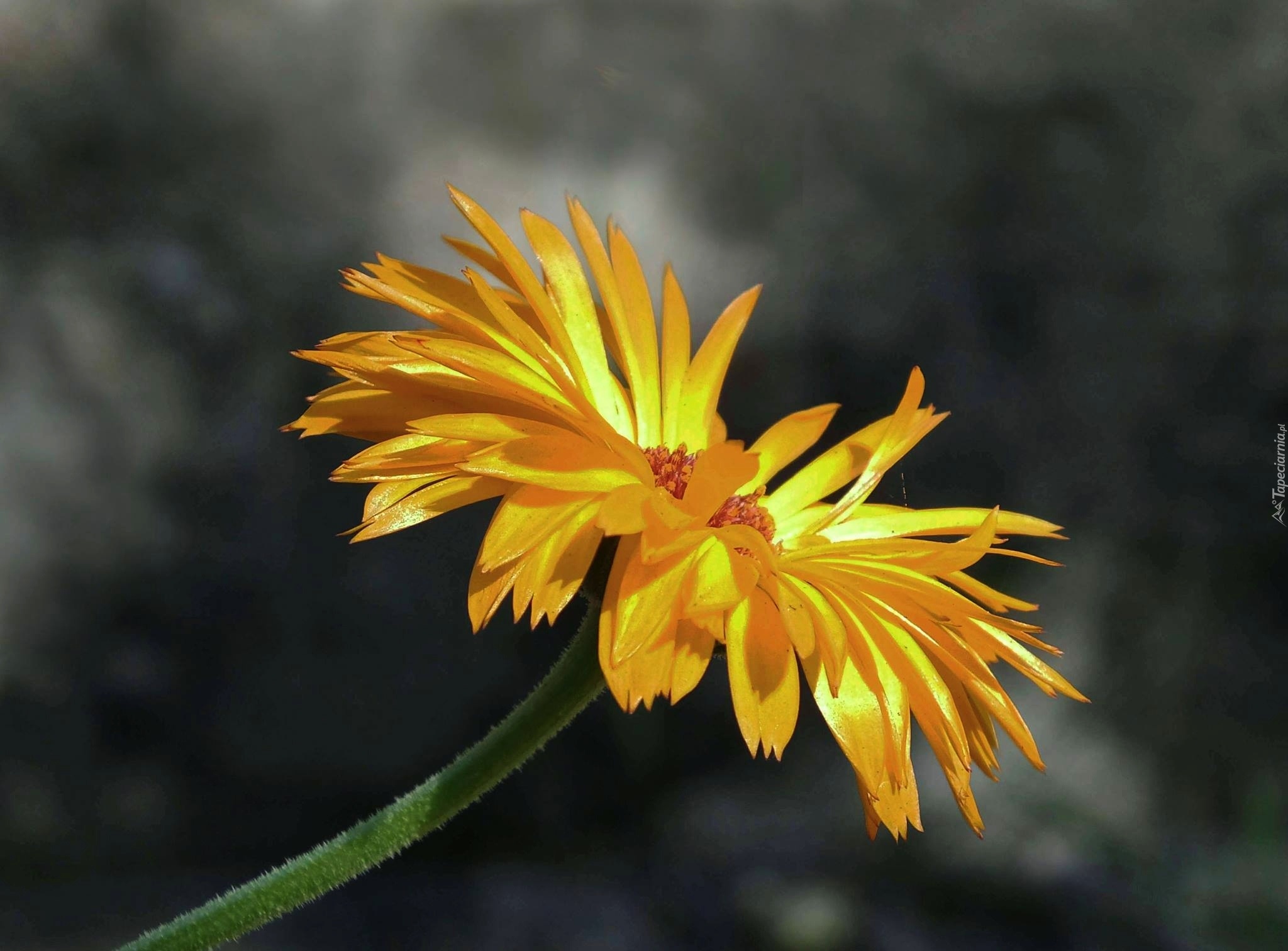 Żółta, Gerbera