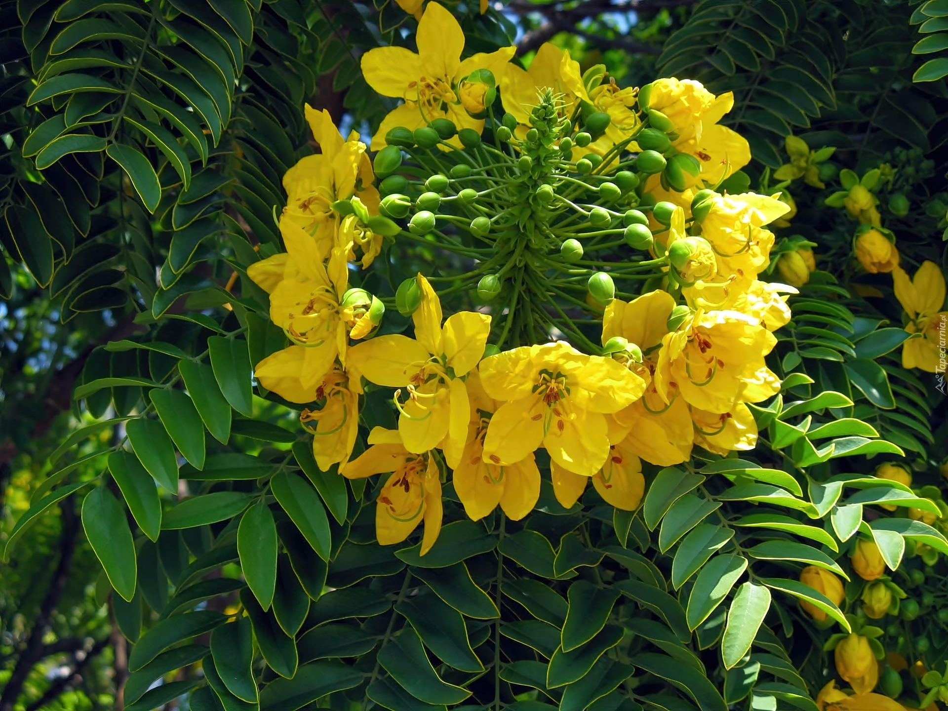 Cassia, Leptophylla, Kwiat, Zbliżenie