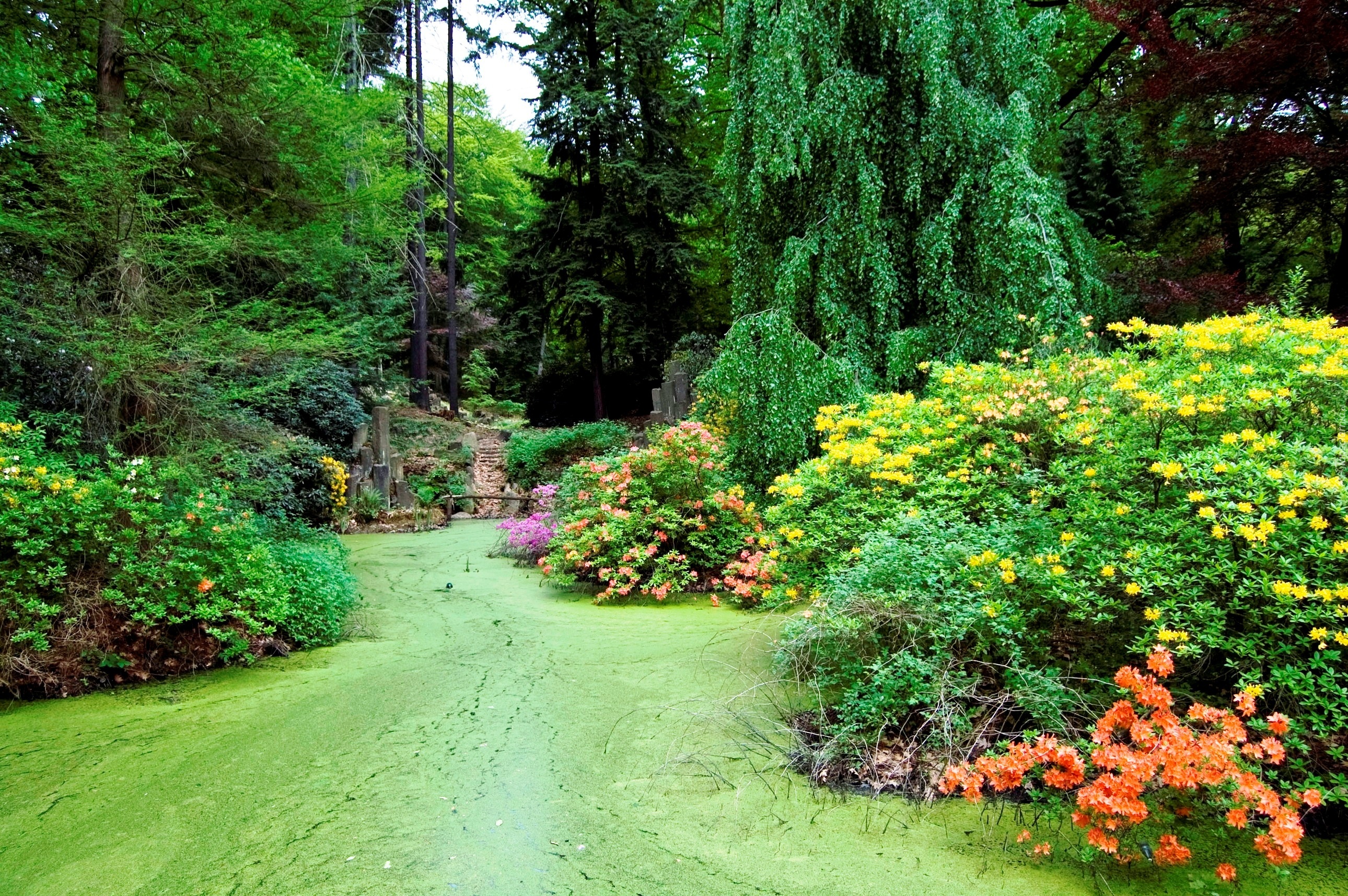 Park, Azalia, Różanecznik