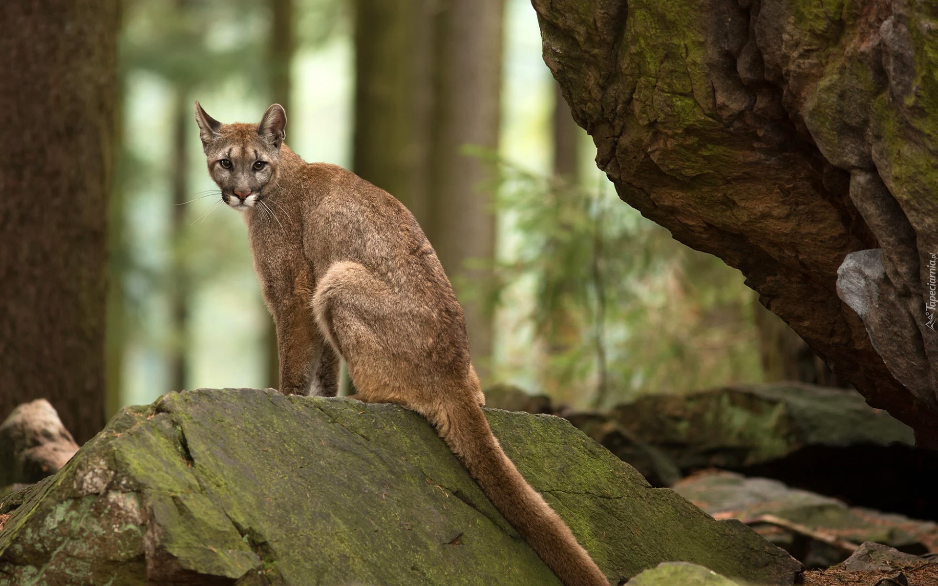 Puma, Skały, Las