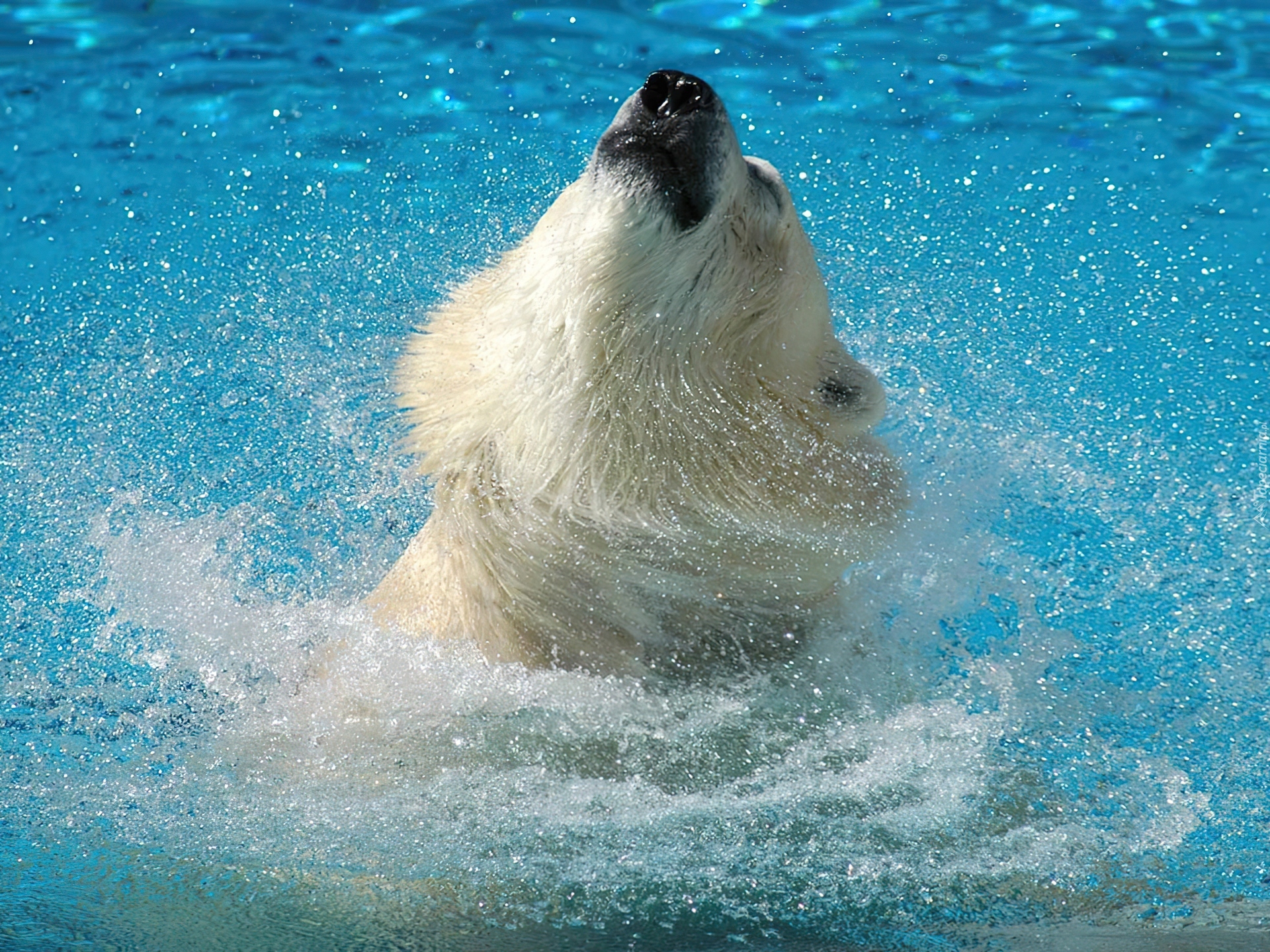 Miś, Niedźwiedź polarny