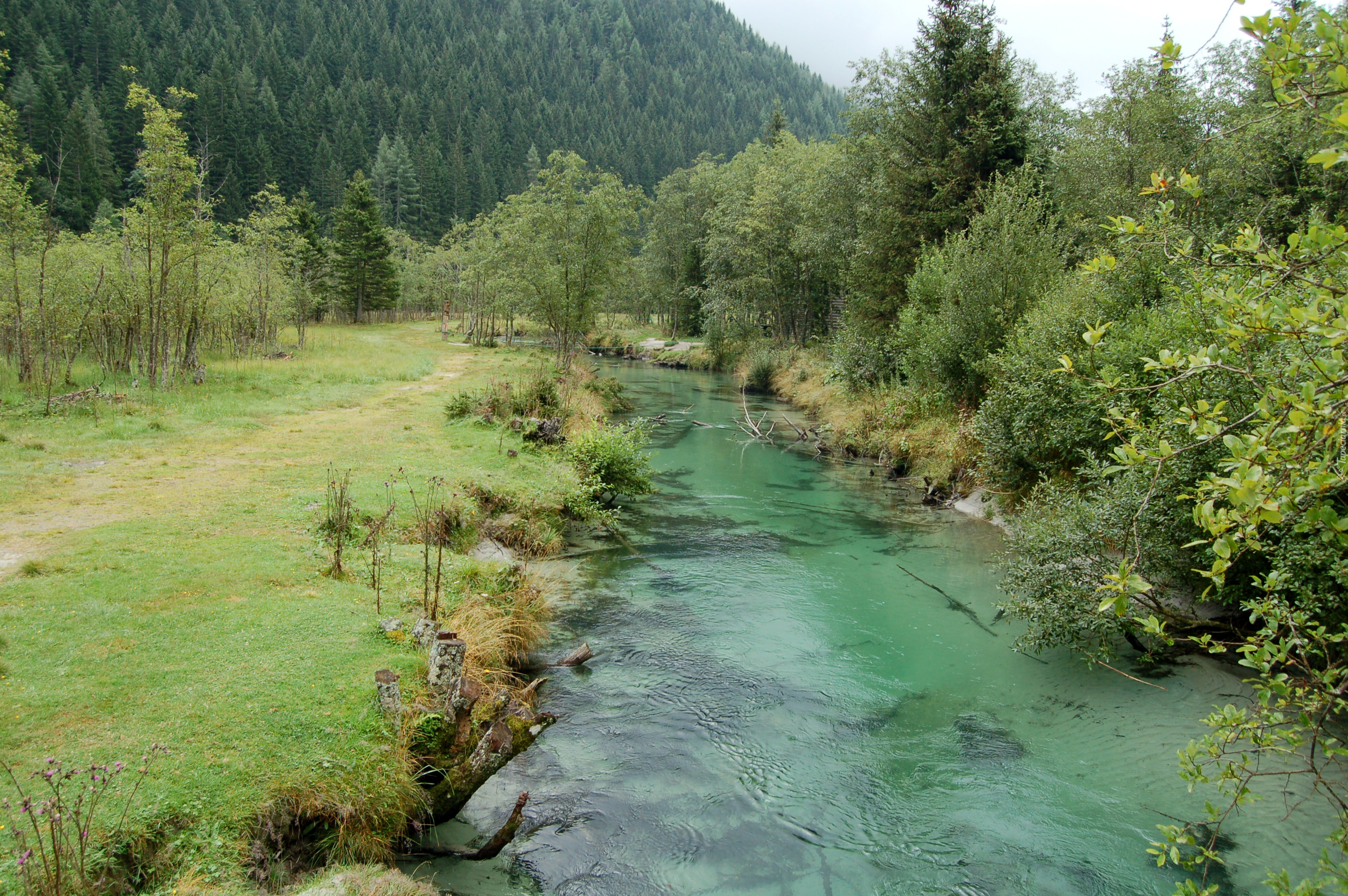 Rzeka, Lasy