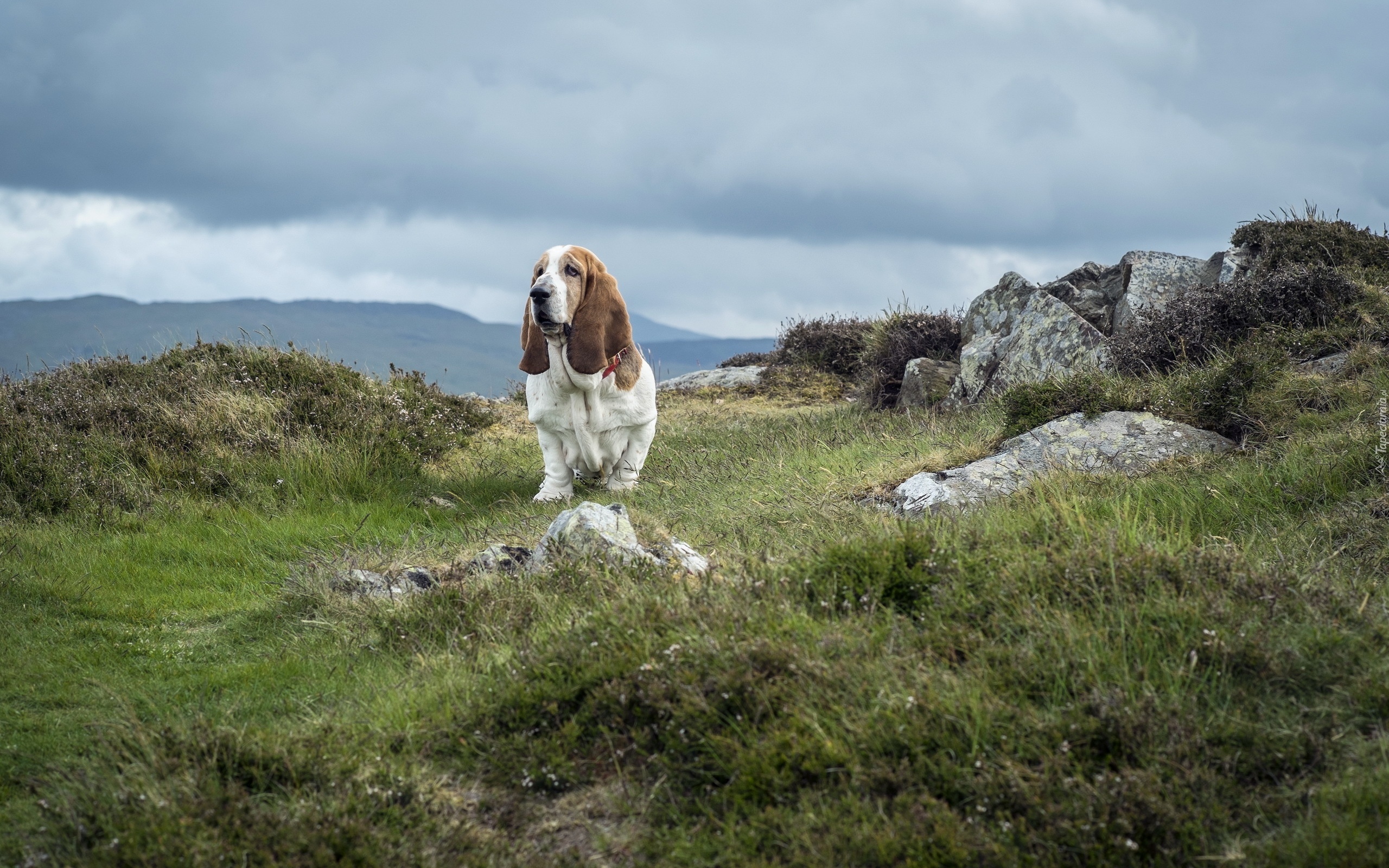 Basset, Hound, Kamienie, Trawa