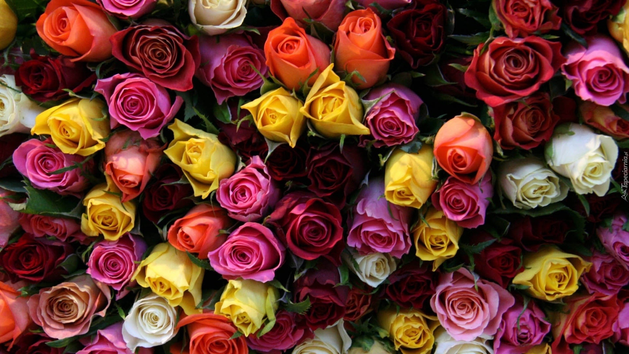 Kwiaty, Bukiet, Róże