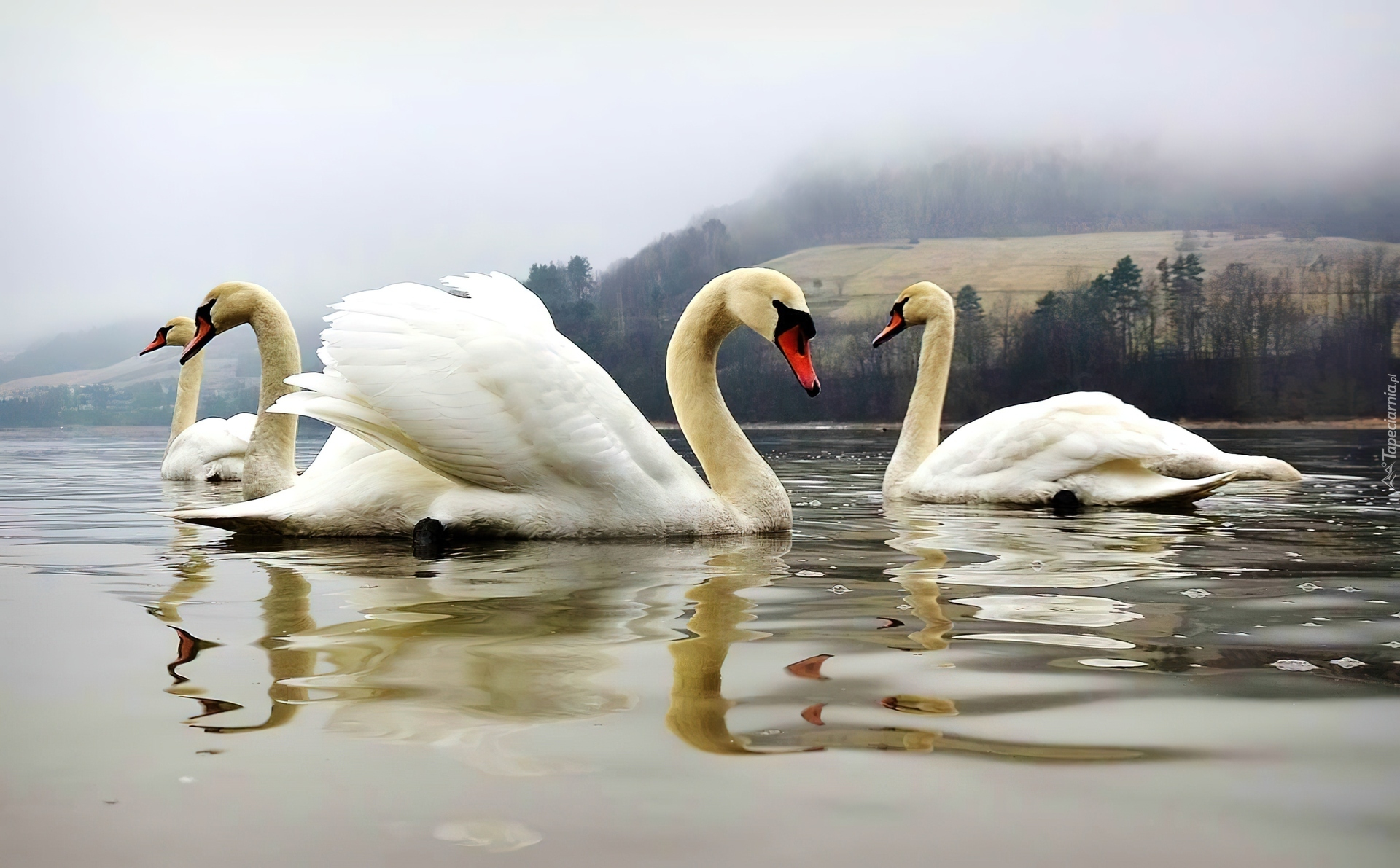 Łabędzie, Jezioro, Mgła