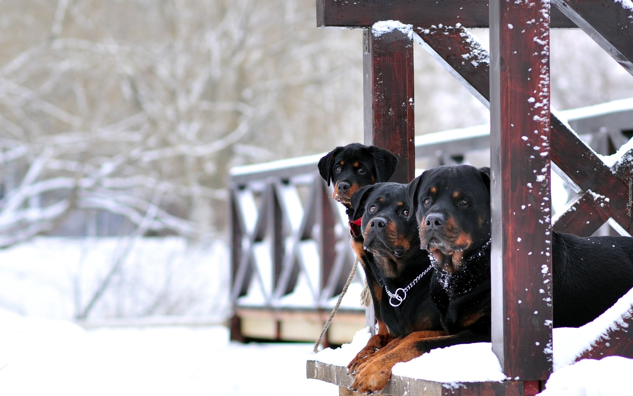 Trzy, Rottweilery, Zima, Weranda