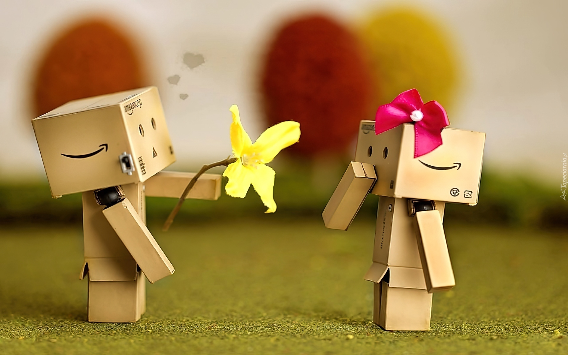 Danbo, Para, Kwiatek, Oświadczyny