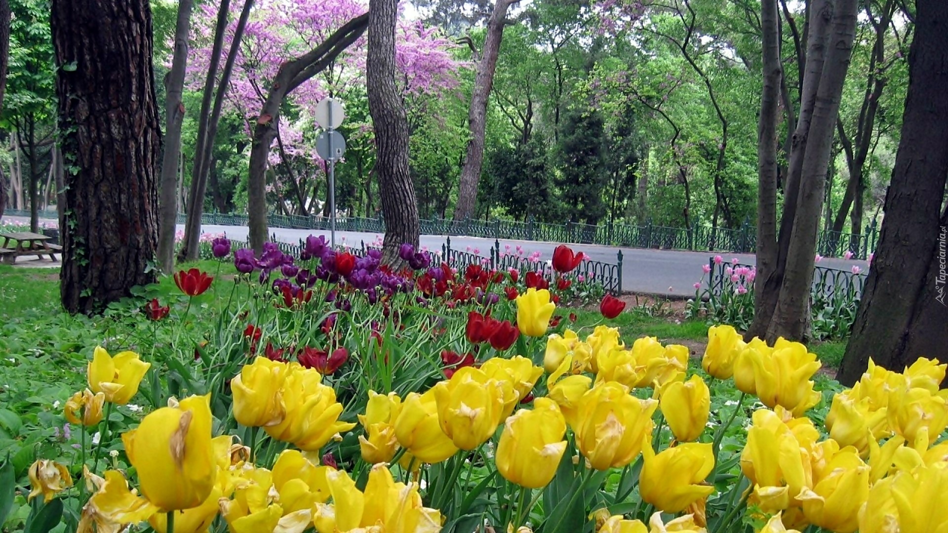 Wiosna, Park, Droga, Kwitnące, Tulipany