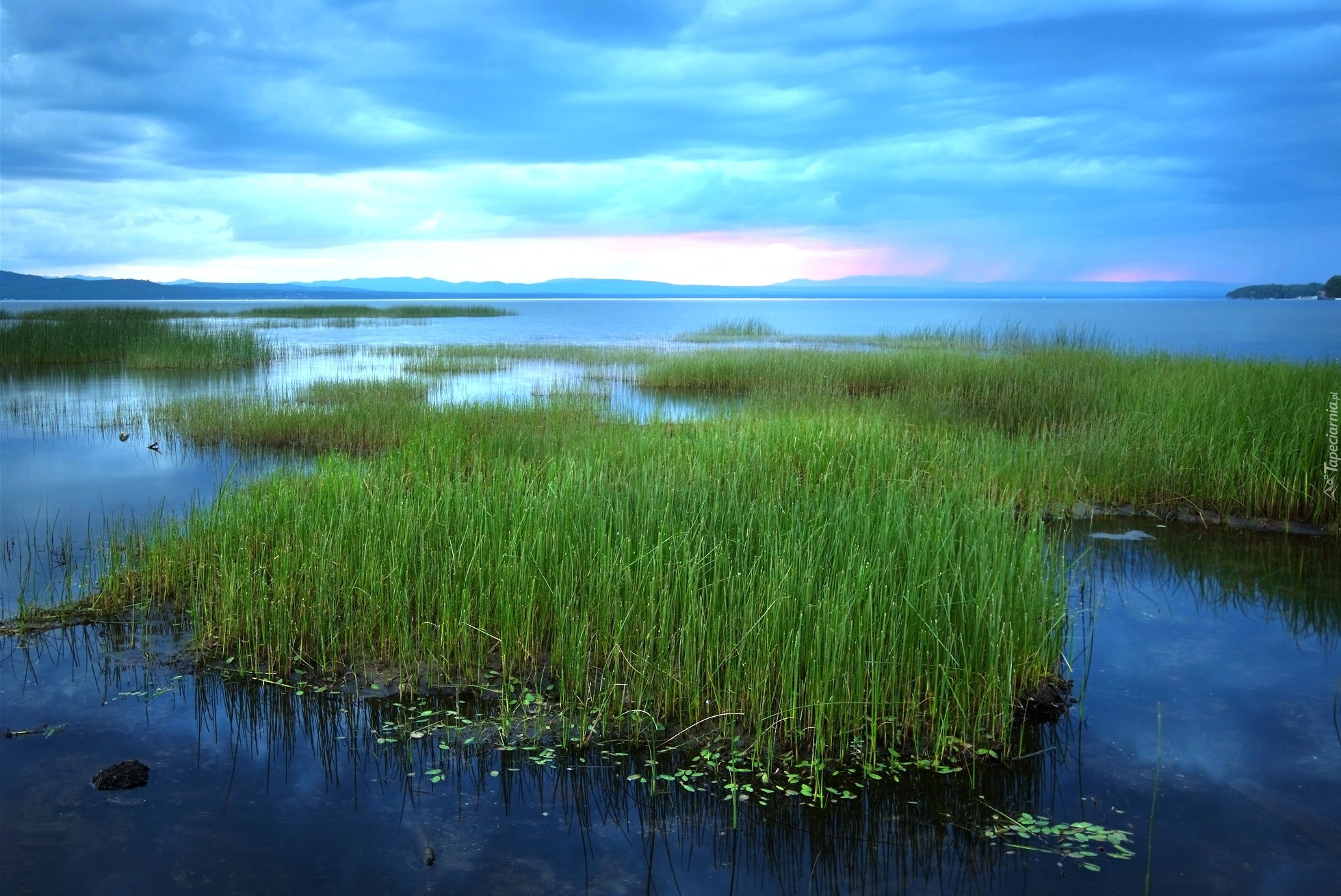 Jezioro, Trawa