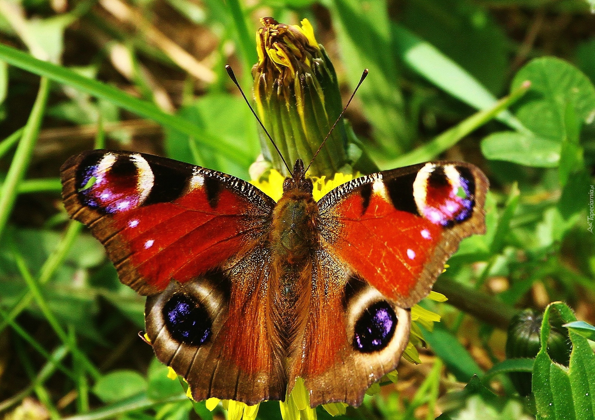 Motyl, Pawik, Zieleń