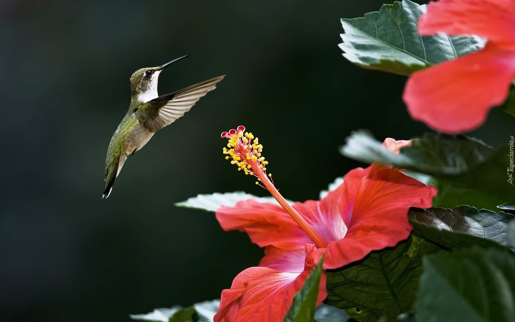 Koliber, Hibiskus