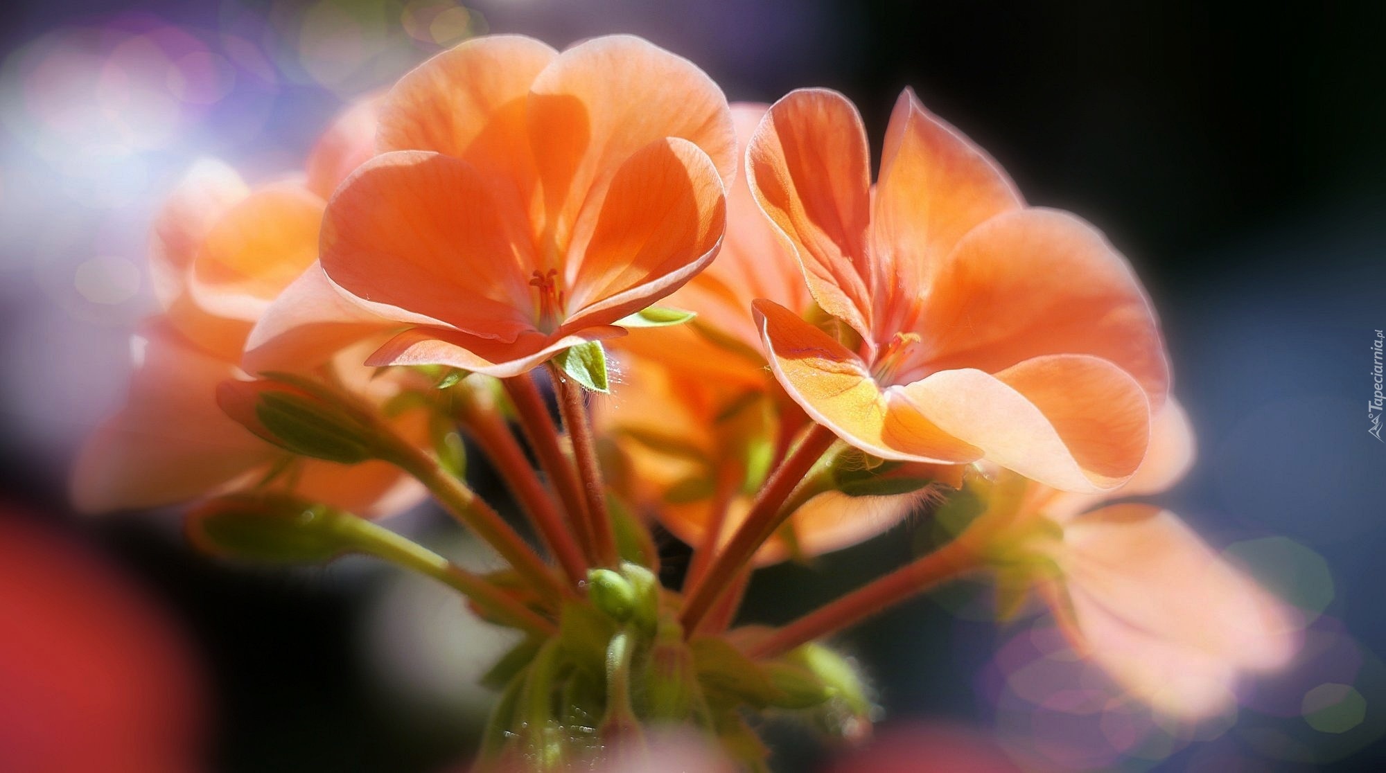 Pomarańczowe, Kwiaty, Pelargonia