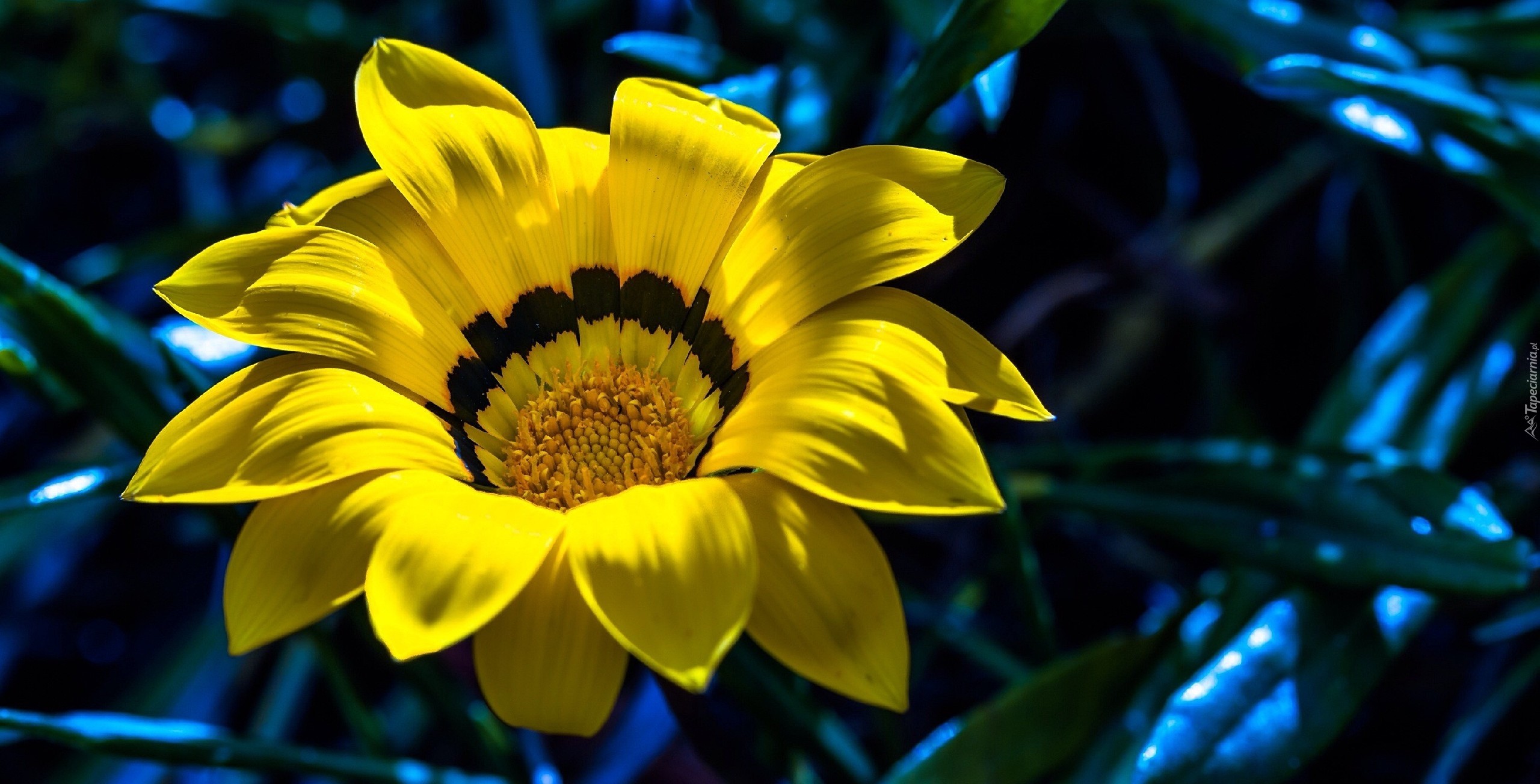 Żółta, Gazania