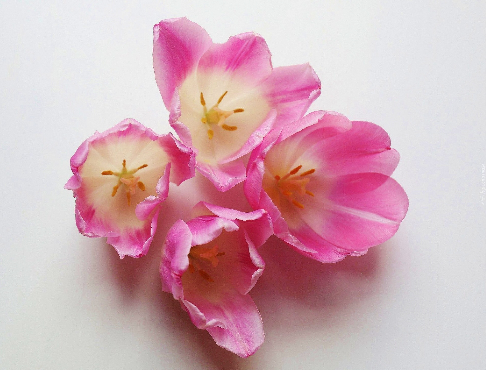 Różowe, Tulipany, Pręciki