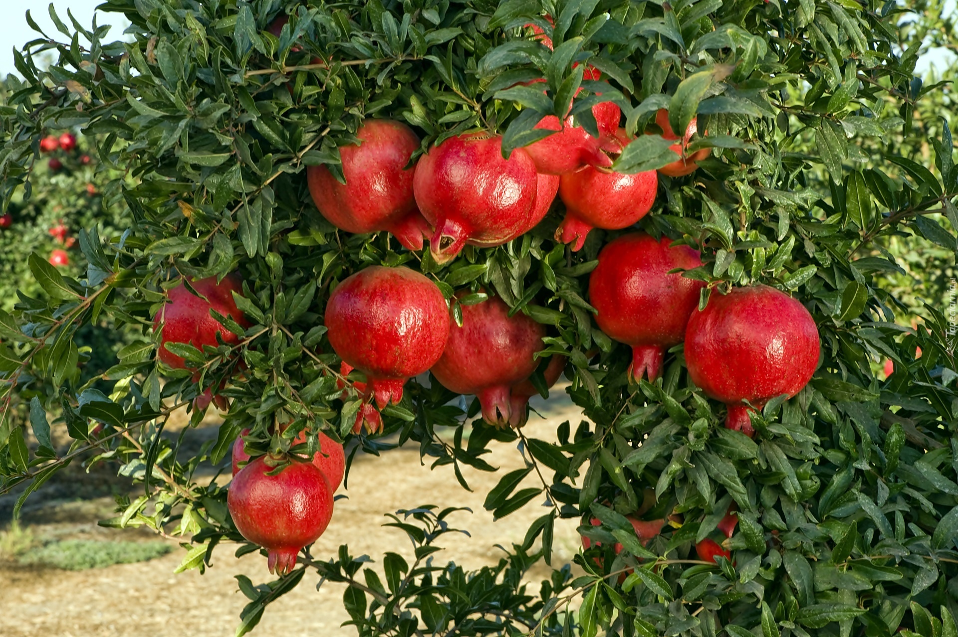 Lato, Ogród, Drzewka, Granatu, Owoce