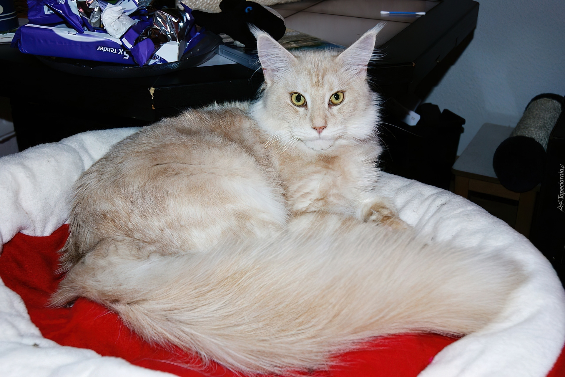 Kotek, Legowisko, Maine Coon
