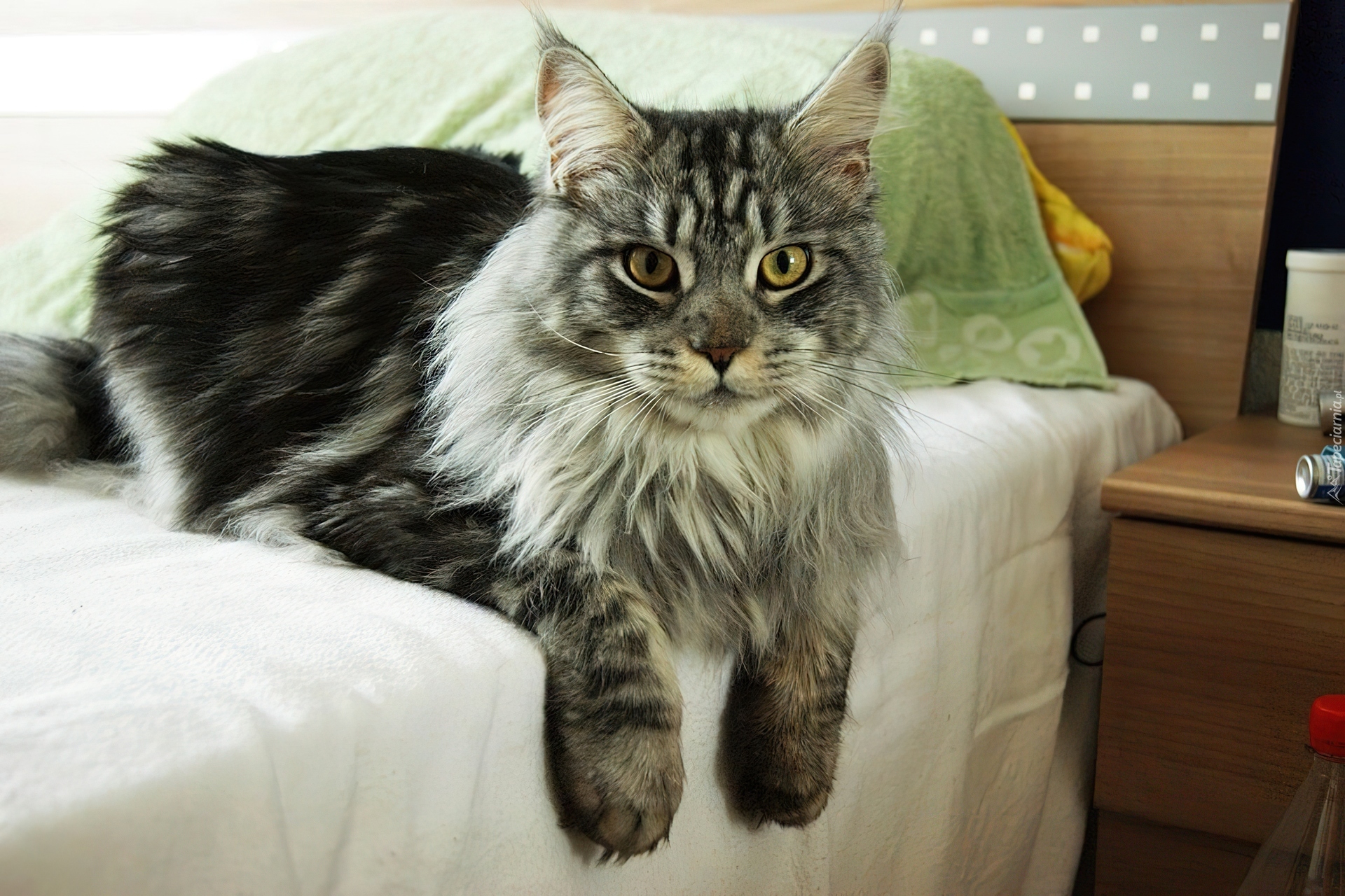 Kotek, Maine Coon, Łóżko