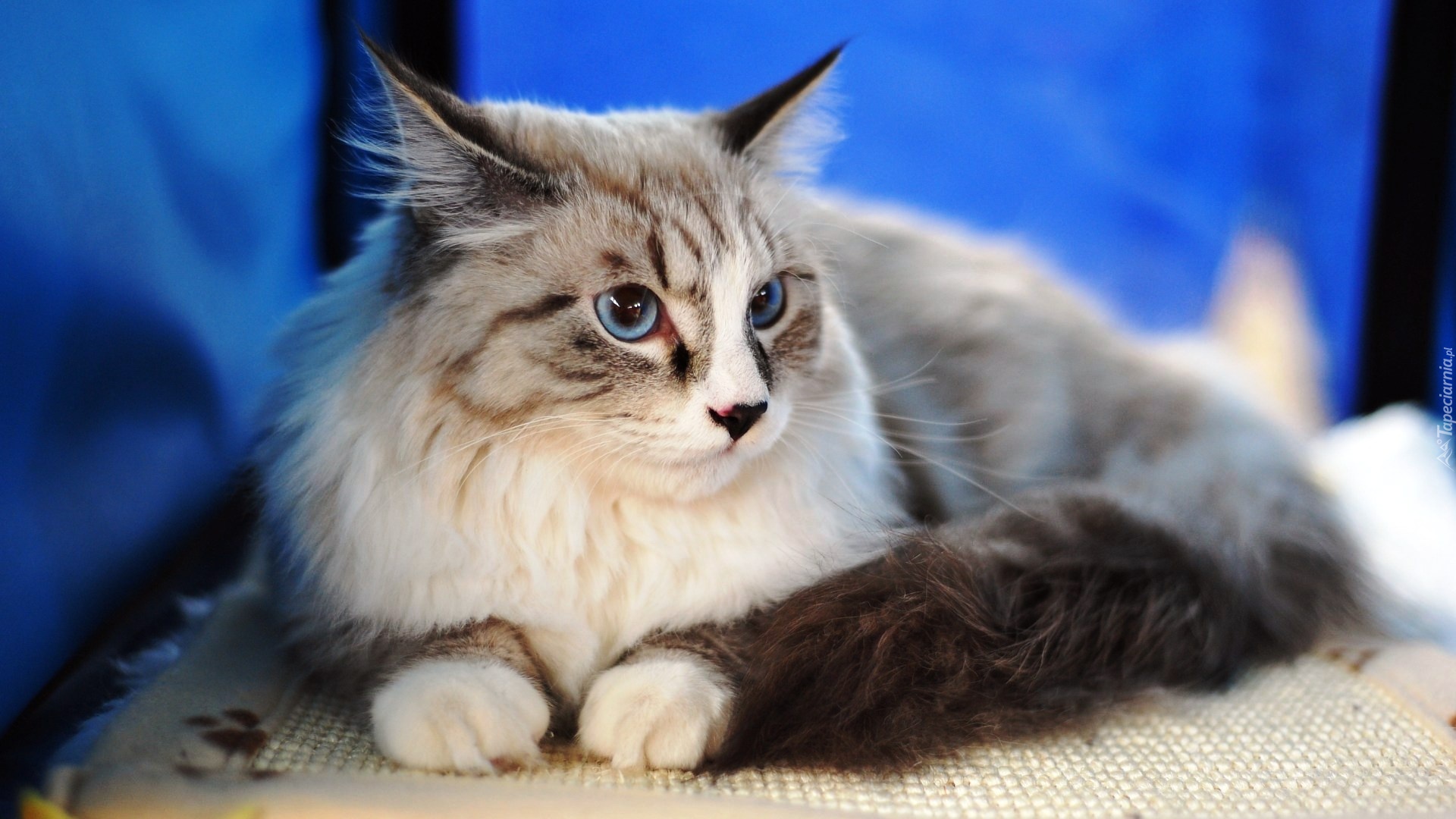 Kotek, Maine Coon