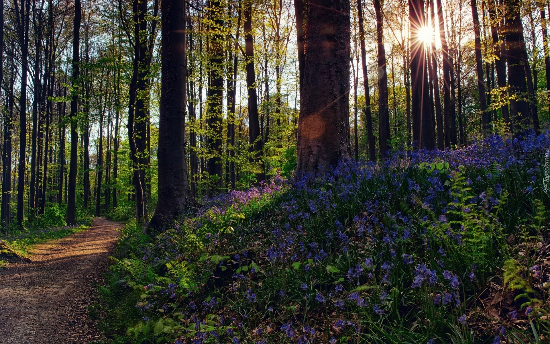 Las, Droga, Promienie, Słońca, Kwiatki, Wiosna