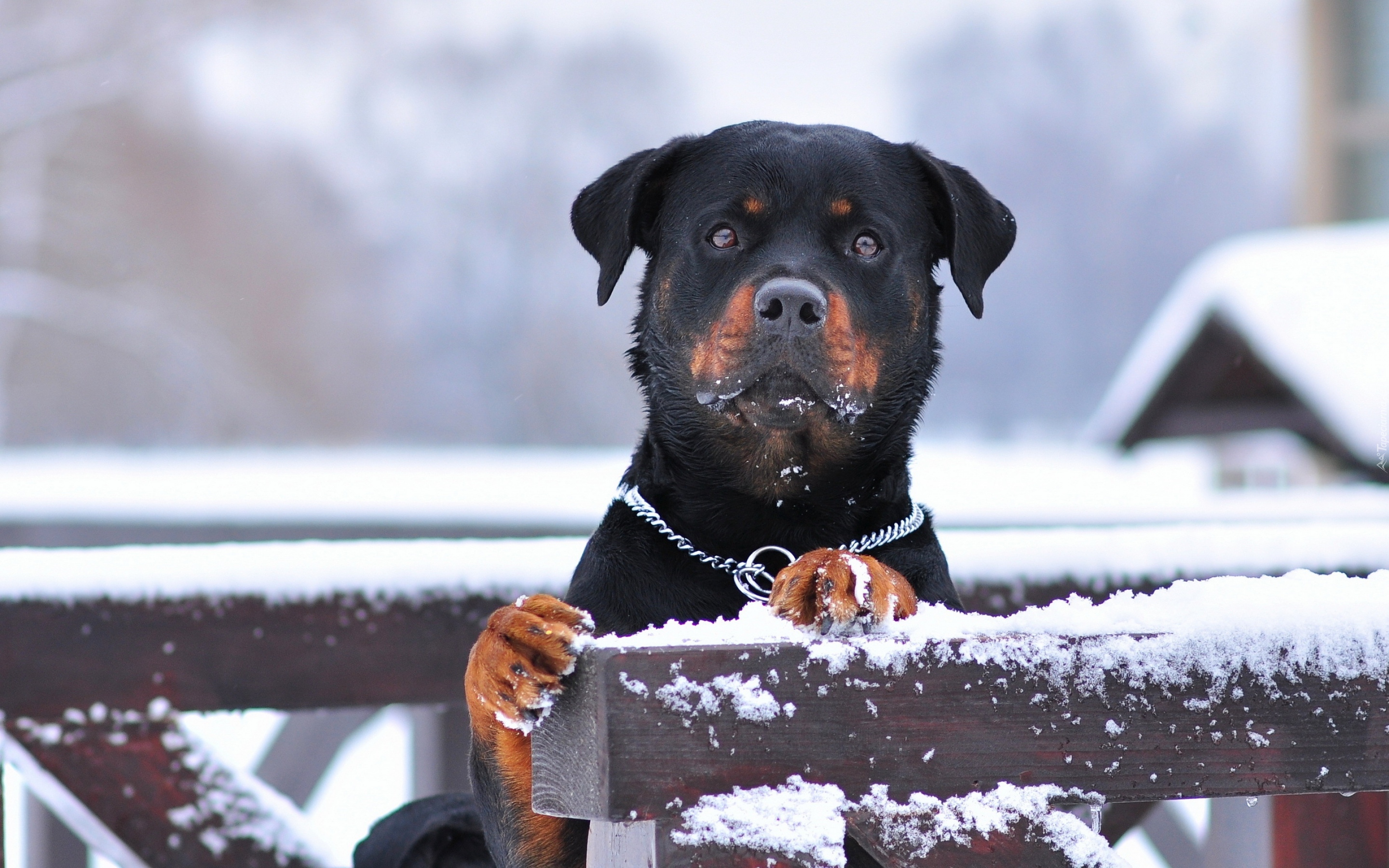 Rottweiler, Płot, Śnieg