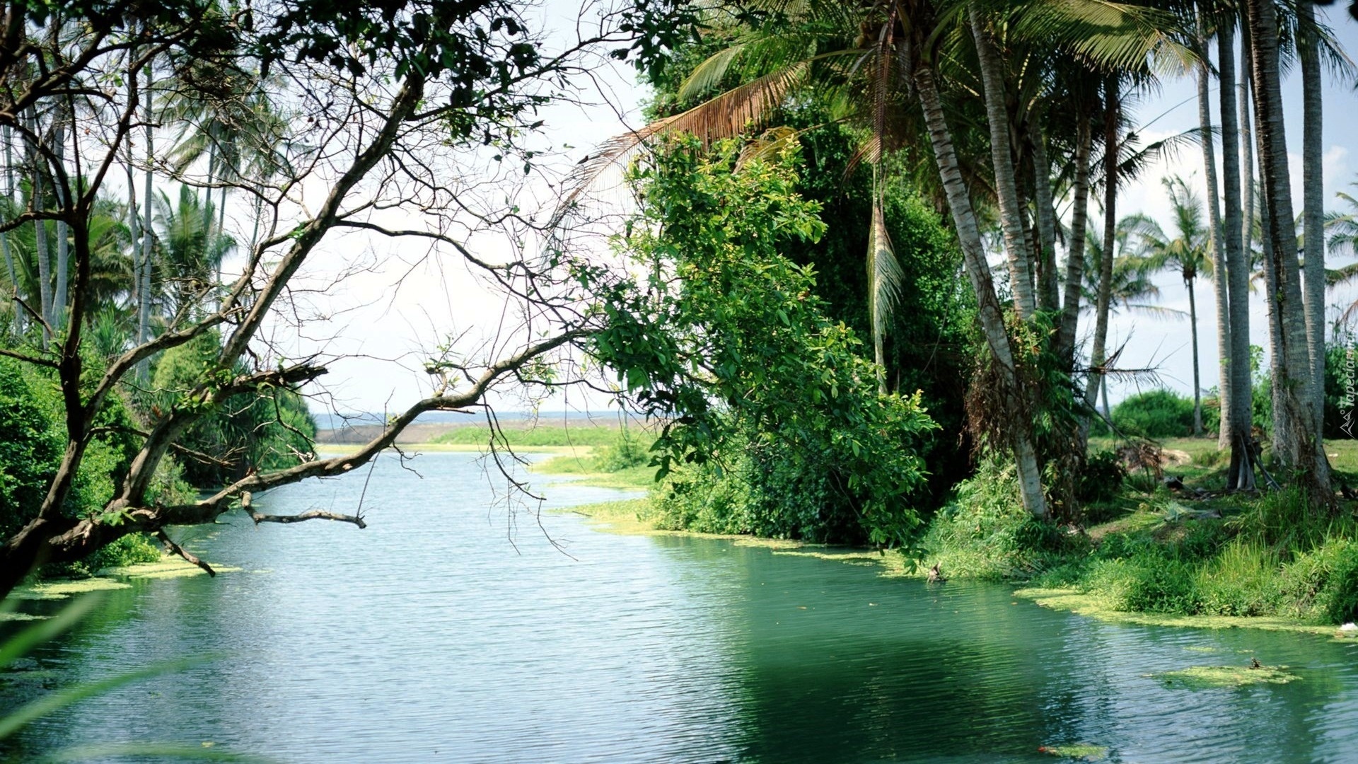 Rzeka, Drzewa, Bali, Indonezja