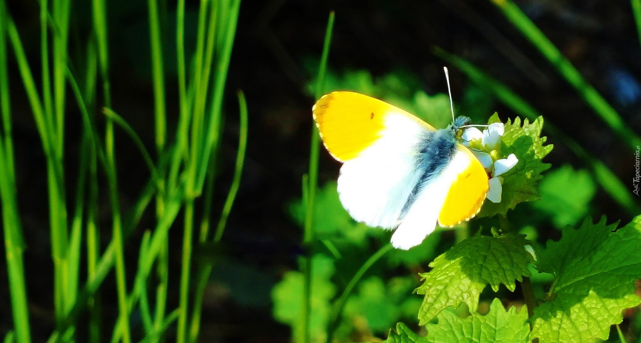 Motyl, Liście