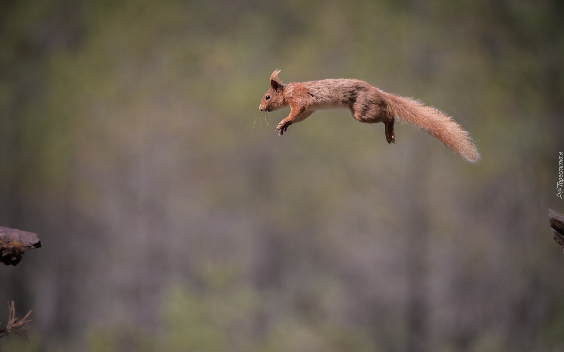 Skacząca, Wiewiórka