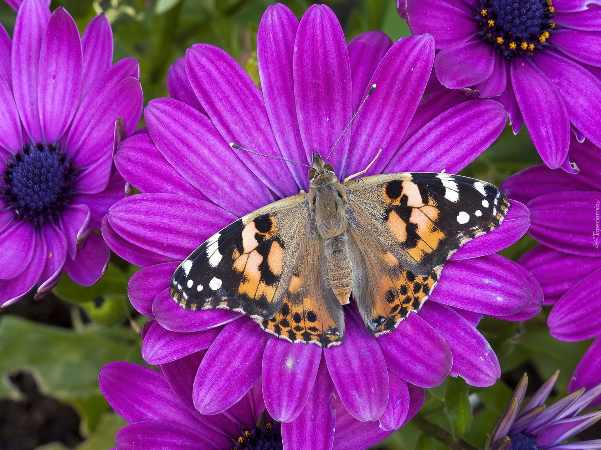 Motyl, Purpurowe, Kwiaty