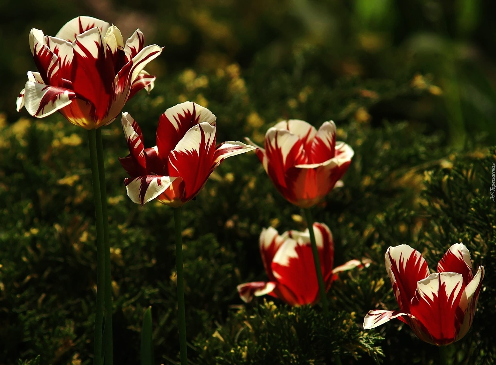 Czerwono, Białe, Tulipany