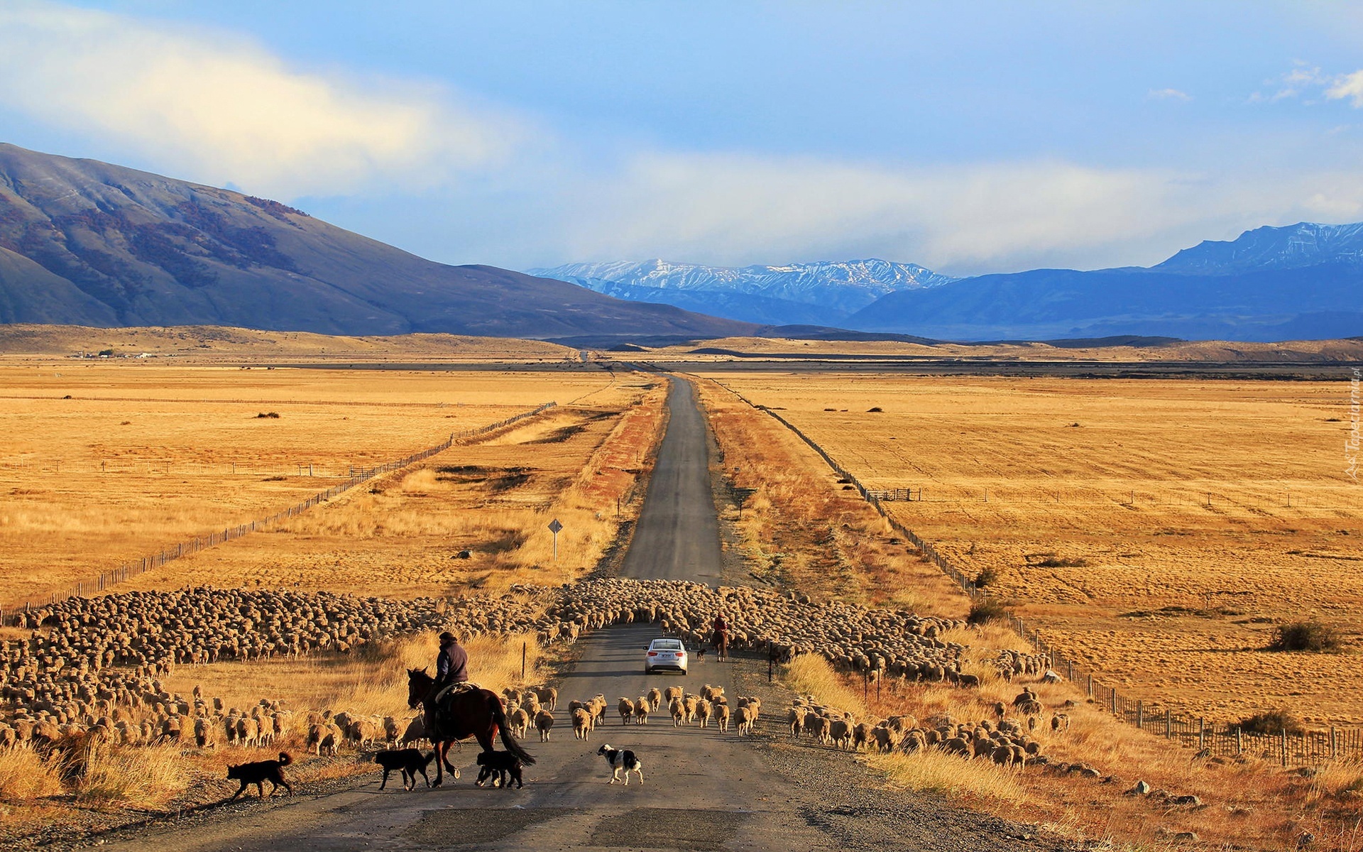 Droga, Łąki, Góry, Owce, Wypas, Patagonia, Chile