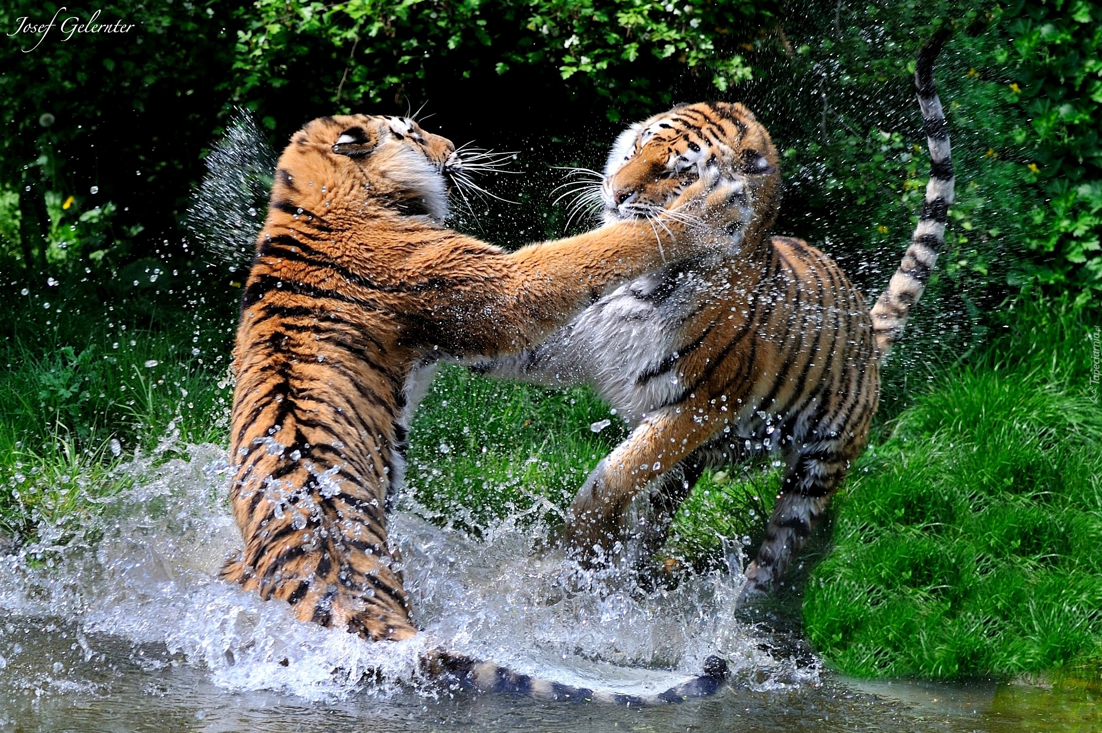 Бои дикий животный. Животные дерутся. Тигр в дикой природе. Тигры дерутся. Звери дерутся.